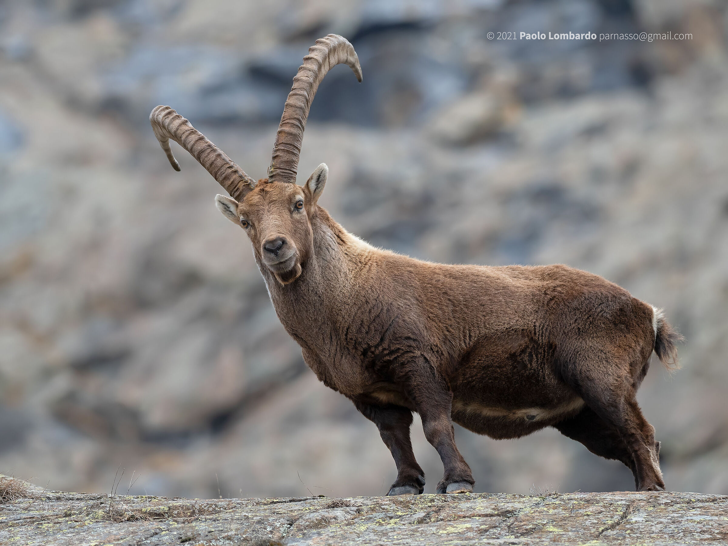 Capra ibex - Steinbock - Stambecco