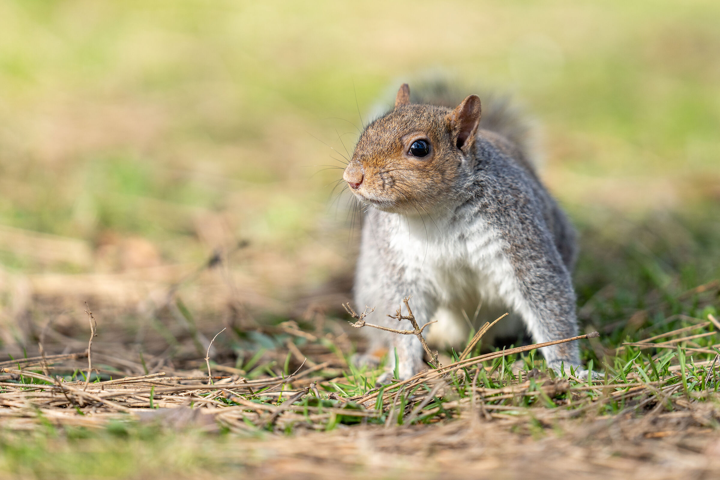 grey squirrel (Sciurus carolinensis) February 2021