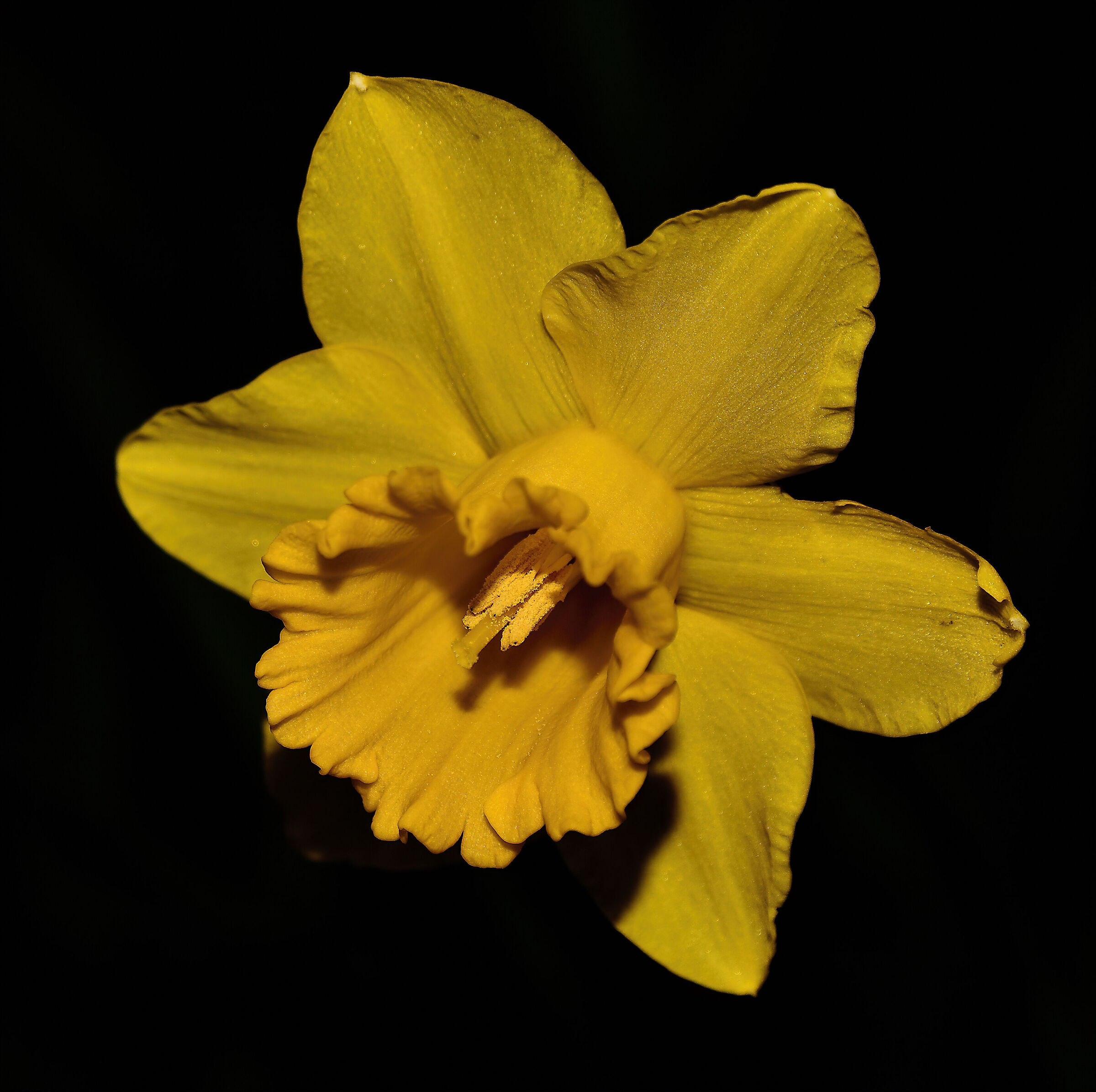 Il primo Narciso....