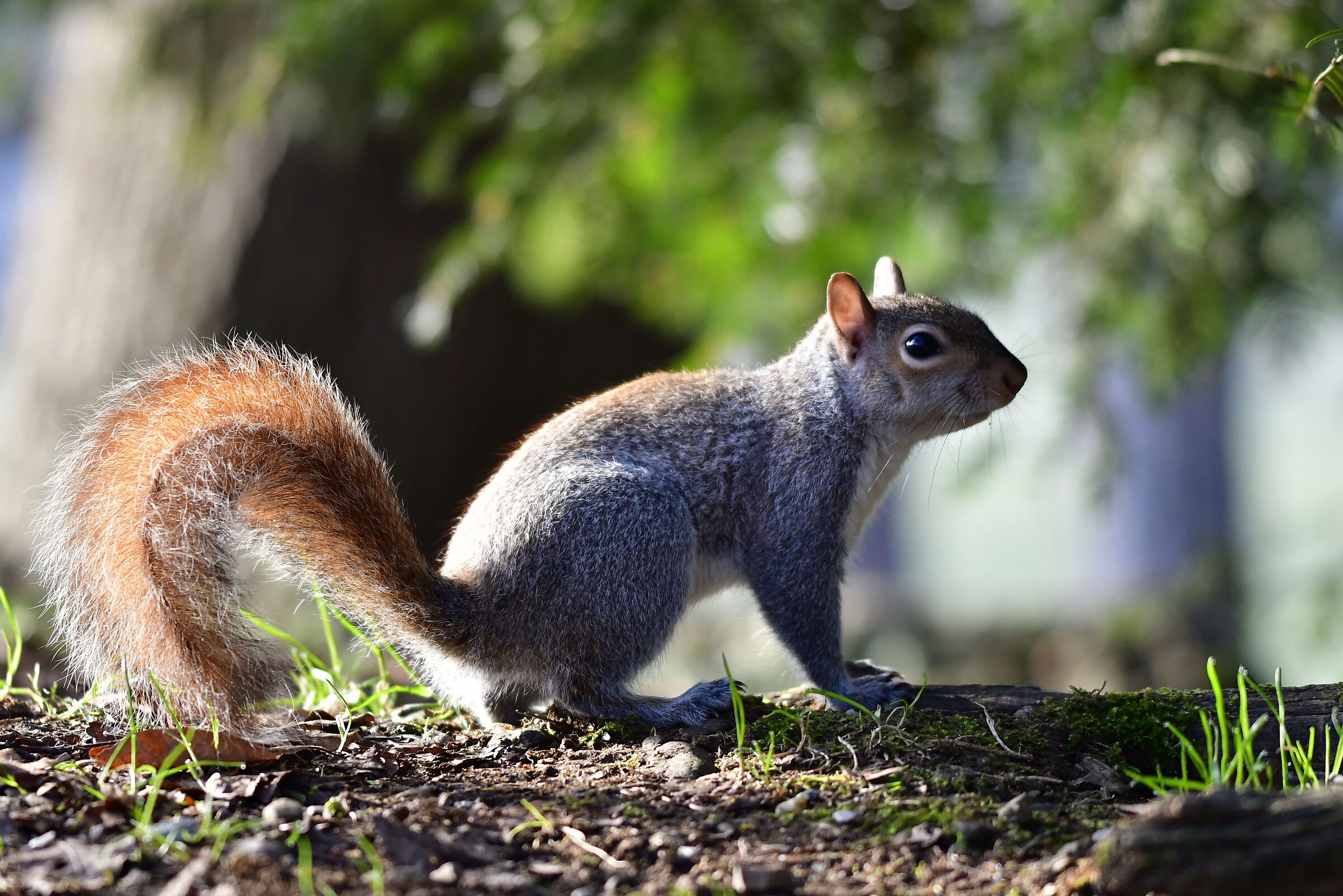 Scoiattoli Parco Monza