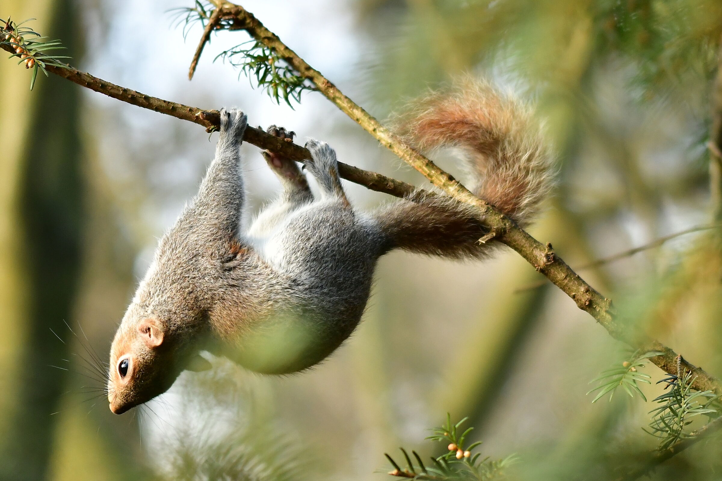 Scoiattoli Parco Monza
