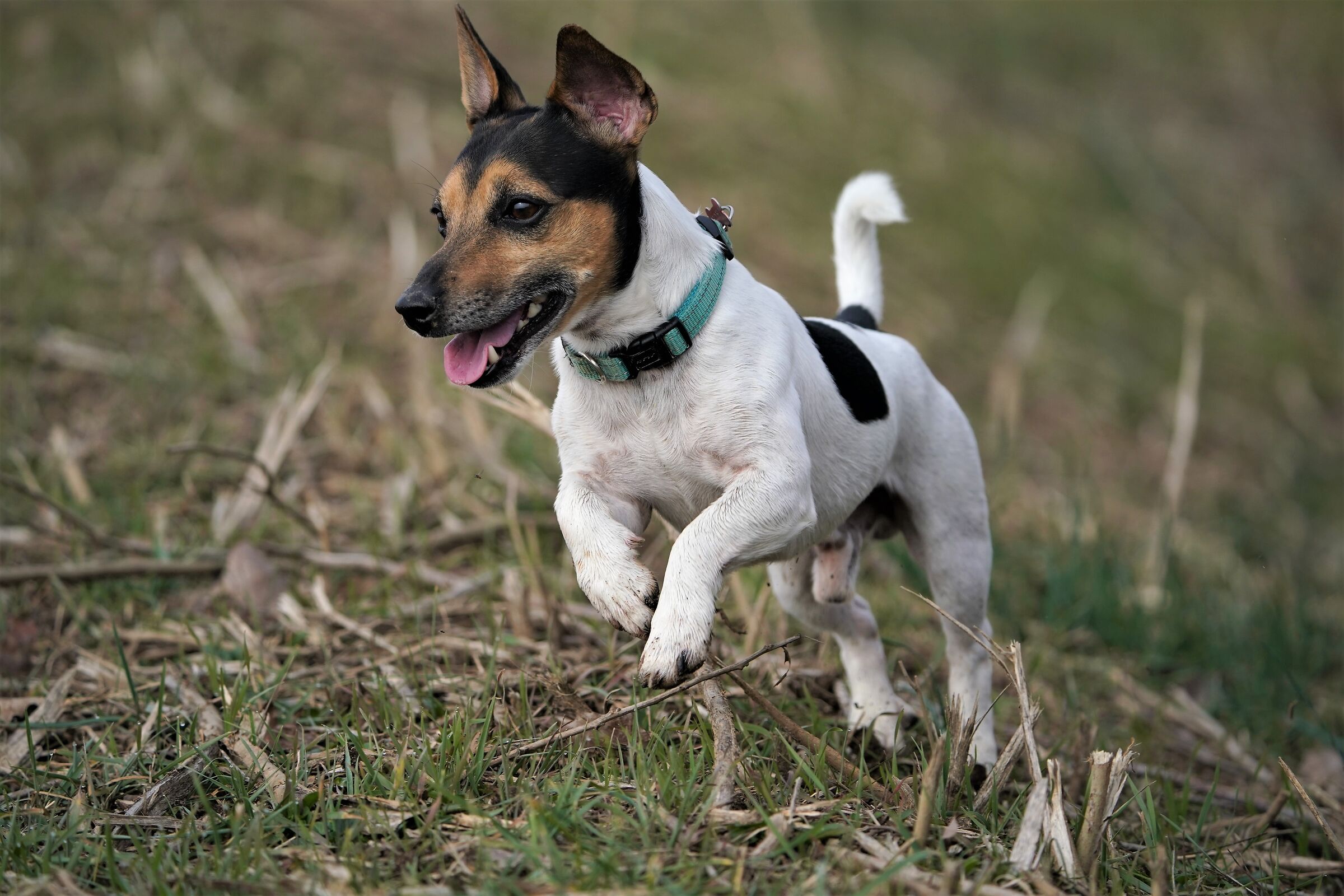 Jack Run