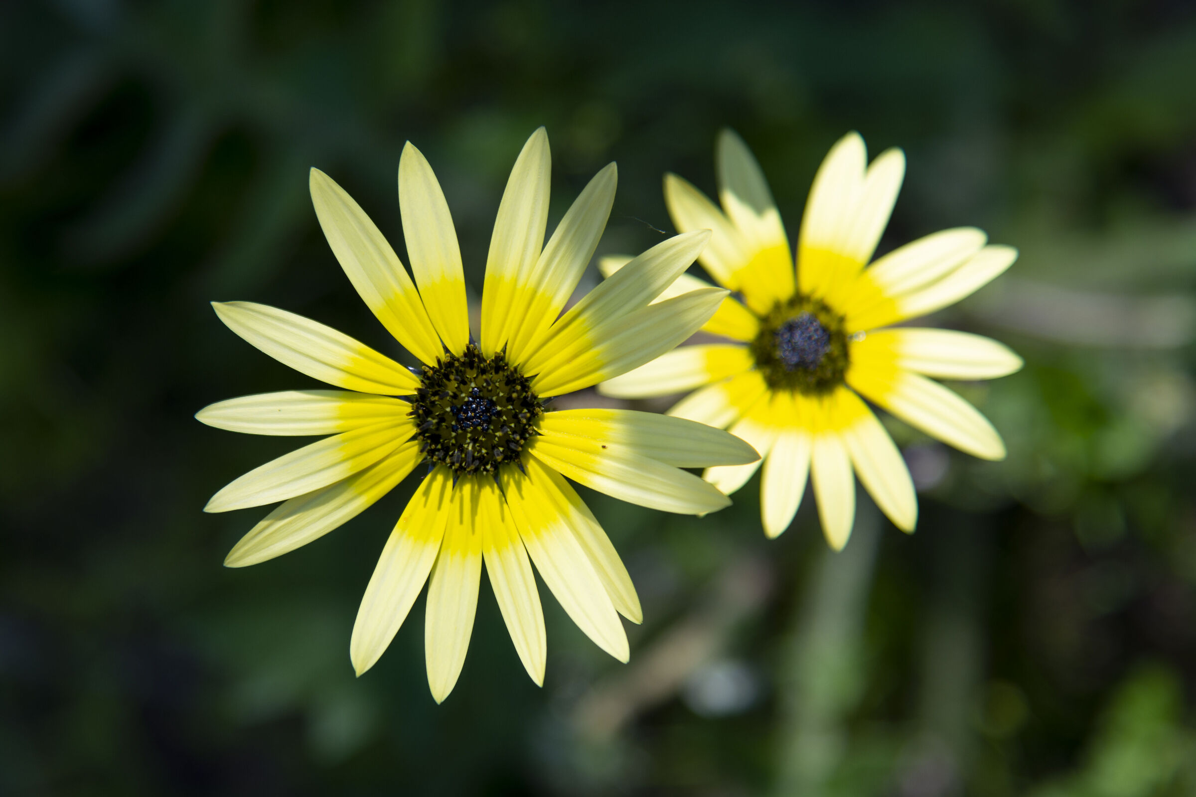 Flowers in the sun