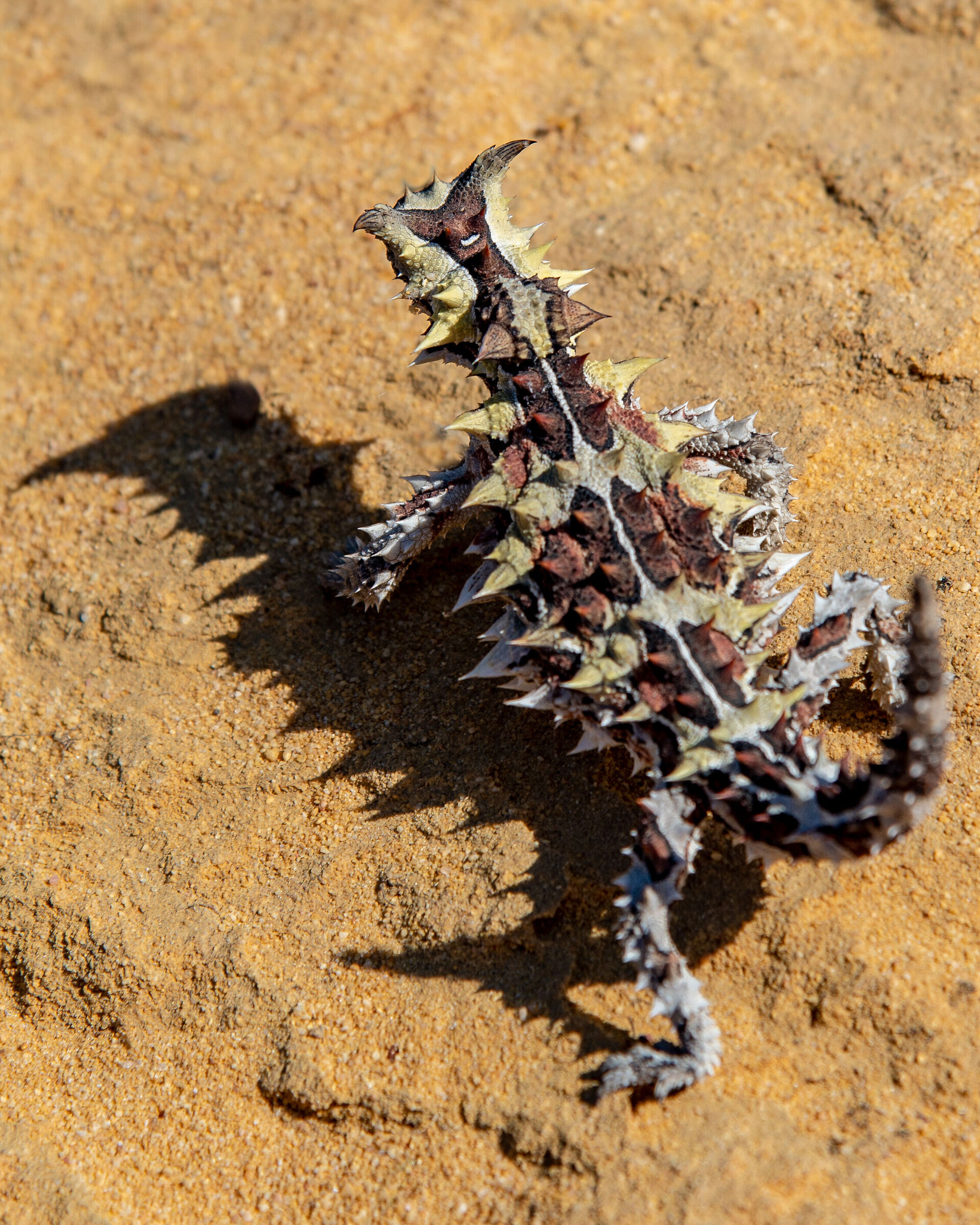 Diavolo spinoso
