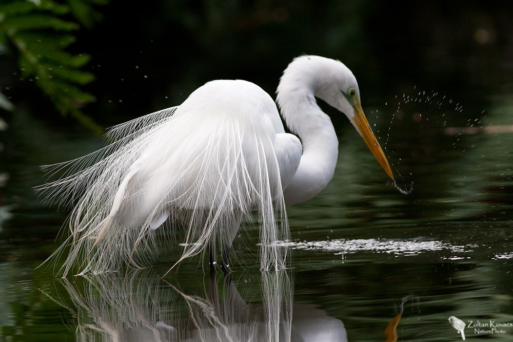 Great Egret (Ardea alba)