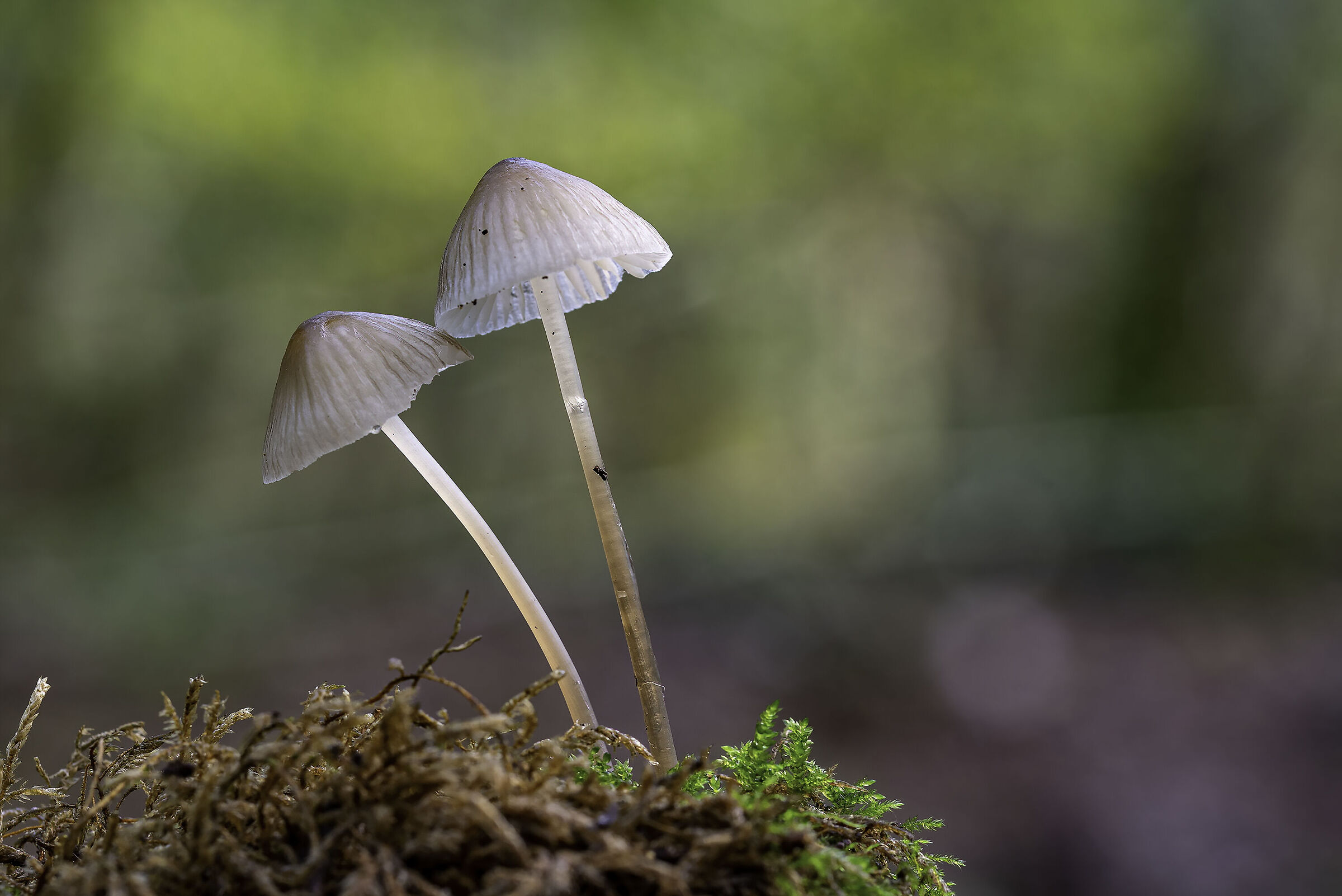 Mycena sp.