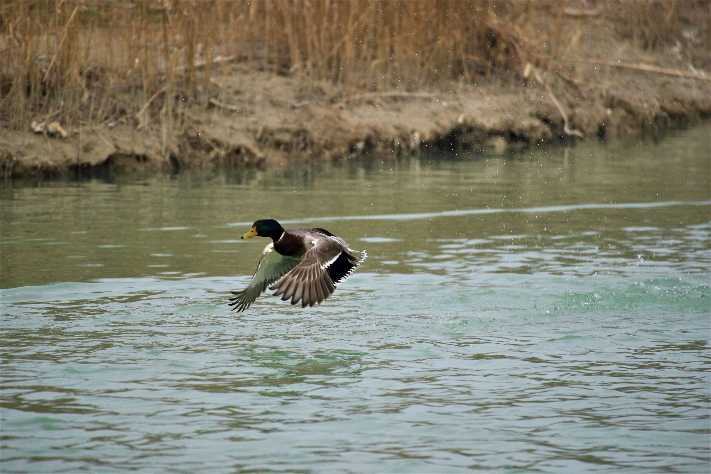 Più veloce della luce....