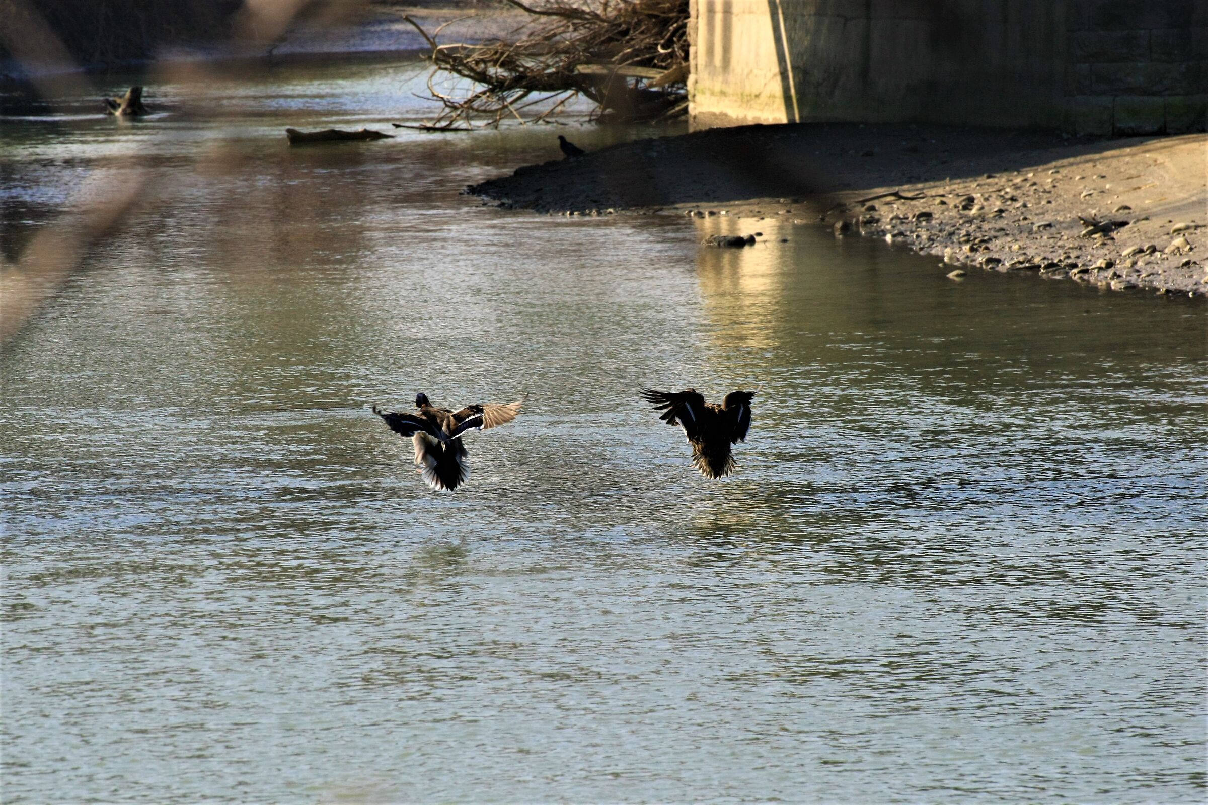Qualcuno li ha visti tornare tenendosi per mano...