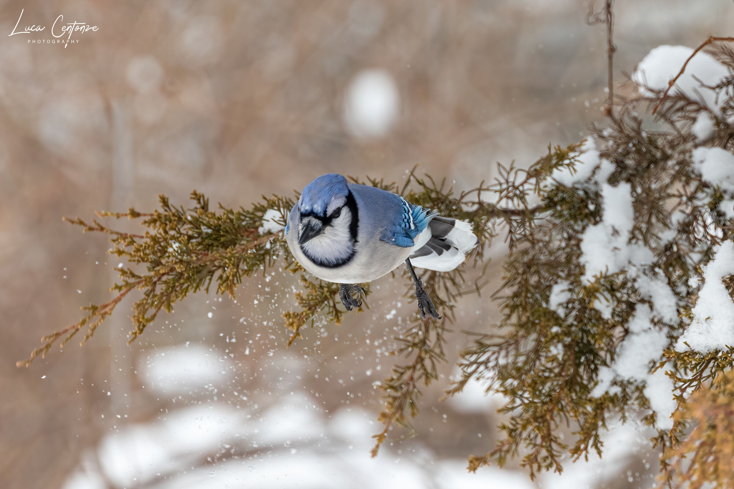 Blue Jay in volo
