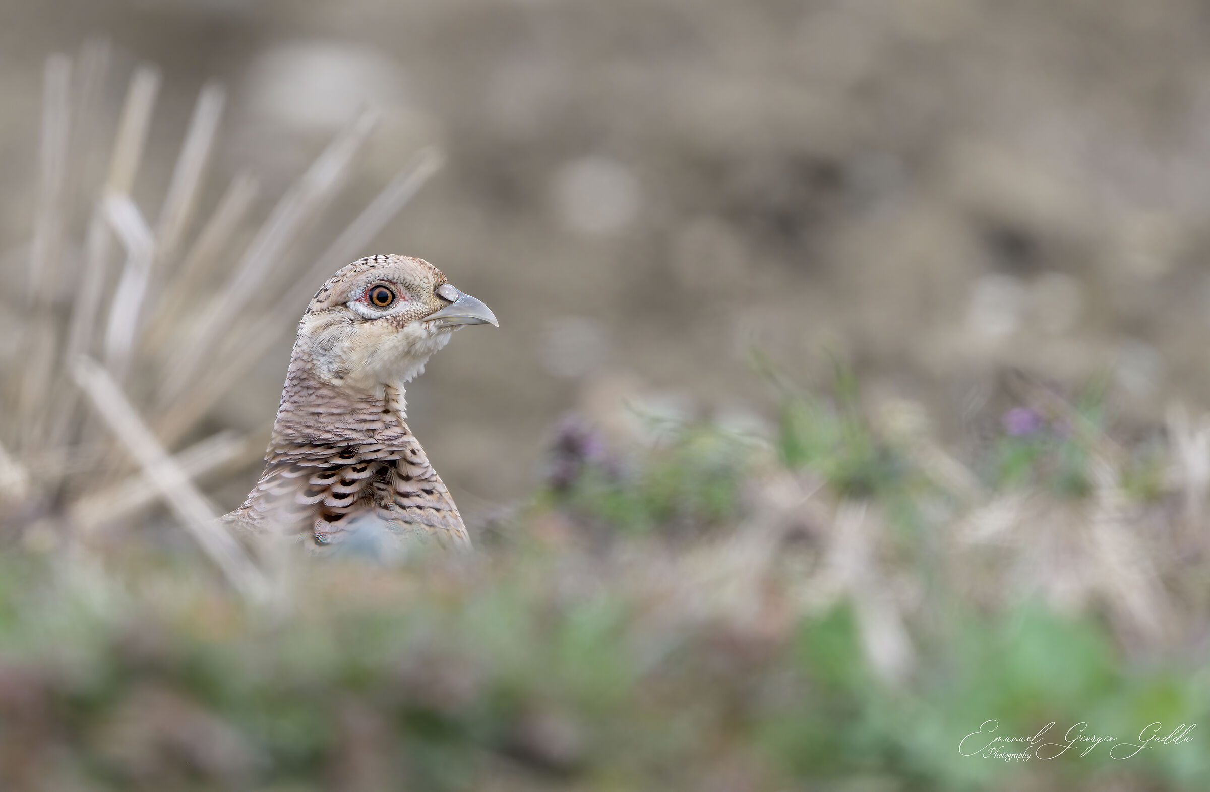 Fagiano femmina