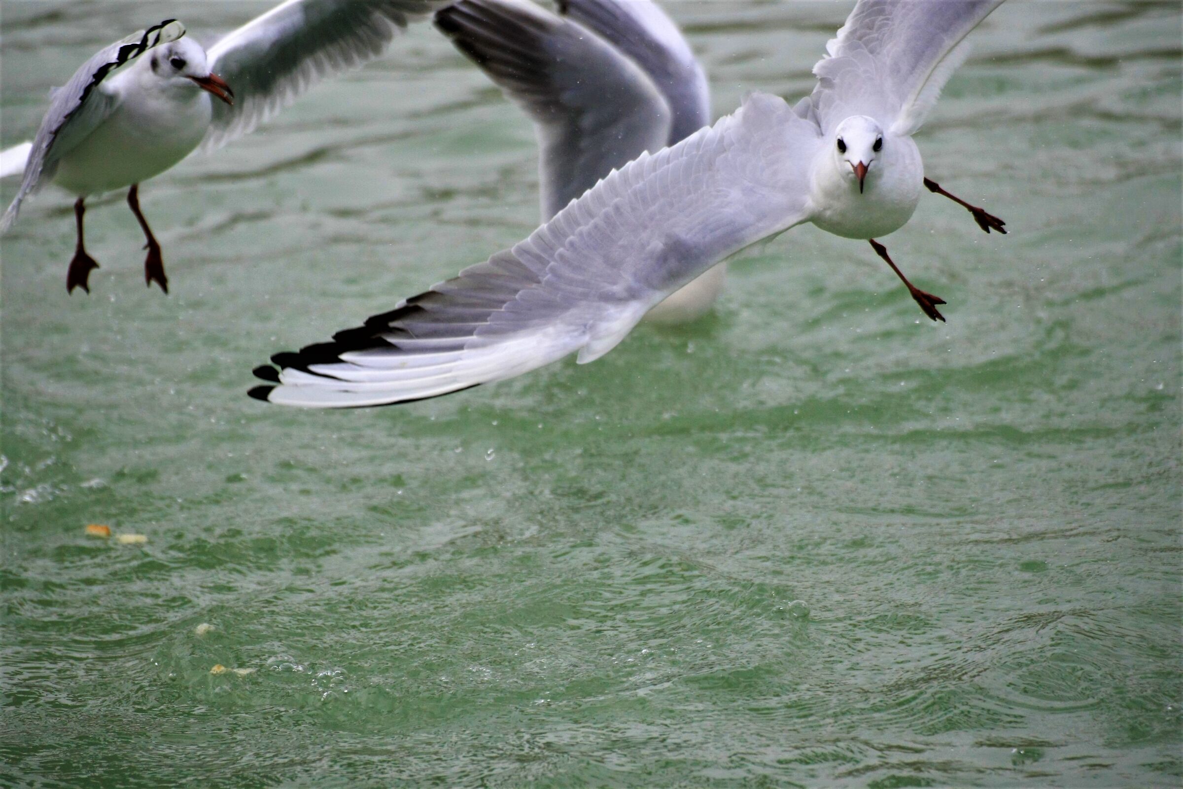 Arghhh son finito fuori dalla foto