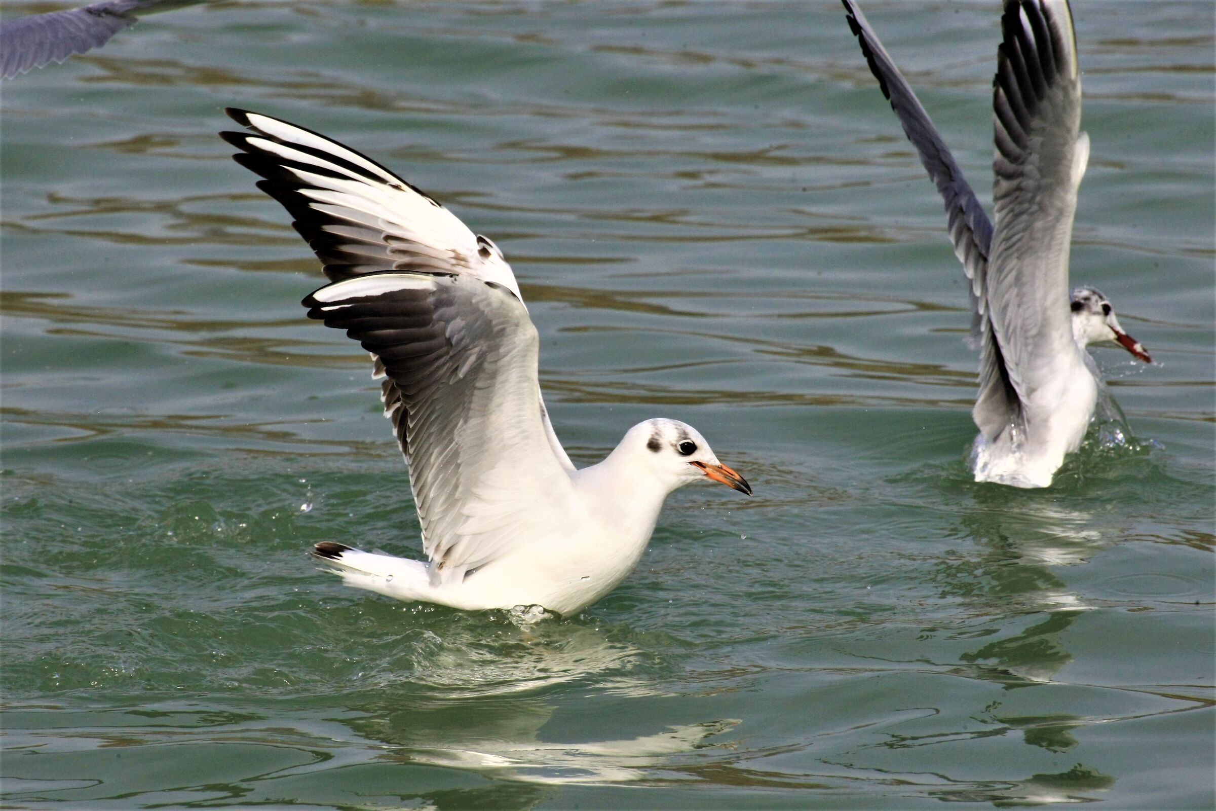 Sono io il più alto....