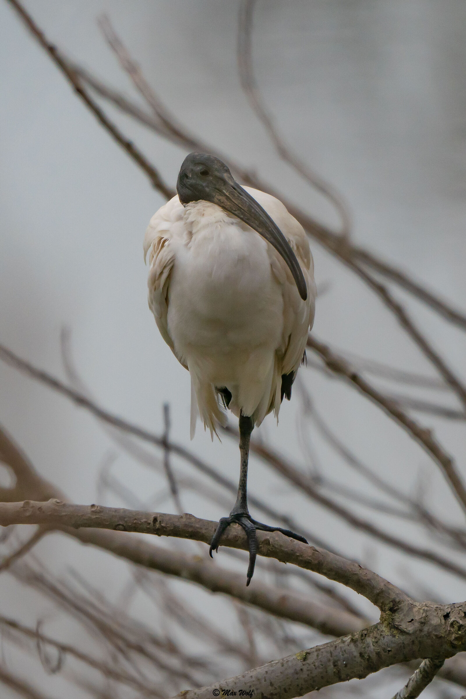 SACRED IBIS - SINGLE