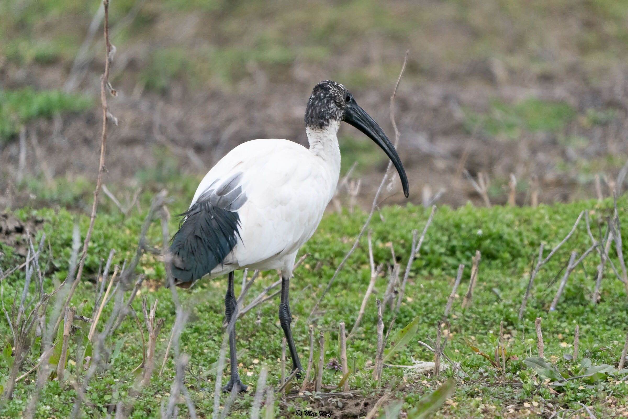 AFRICAN SACRED IBIS - YOUNG