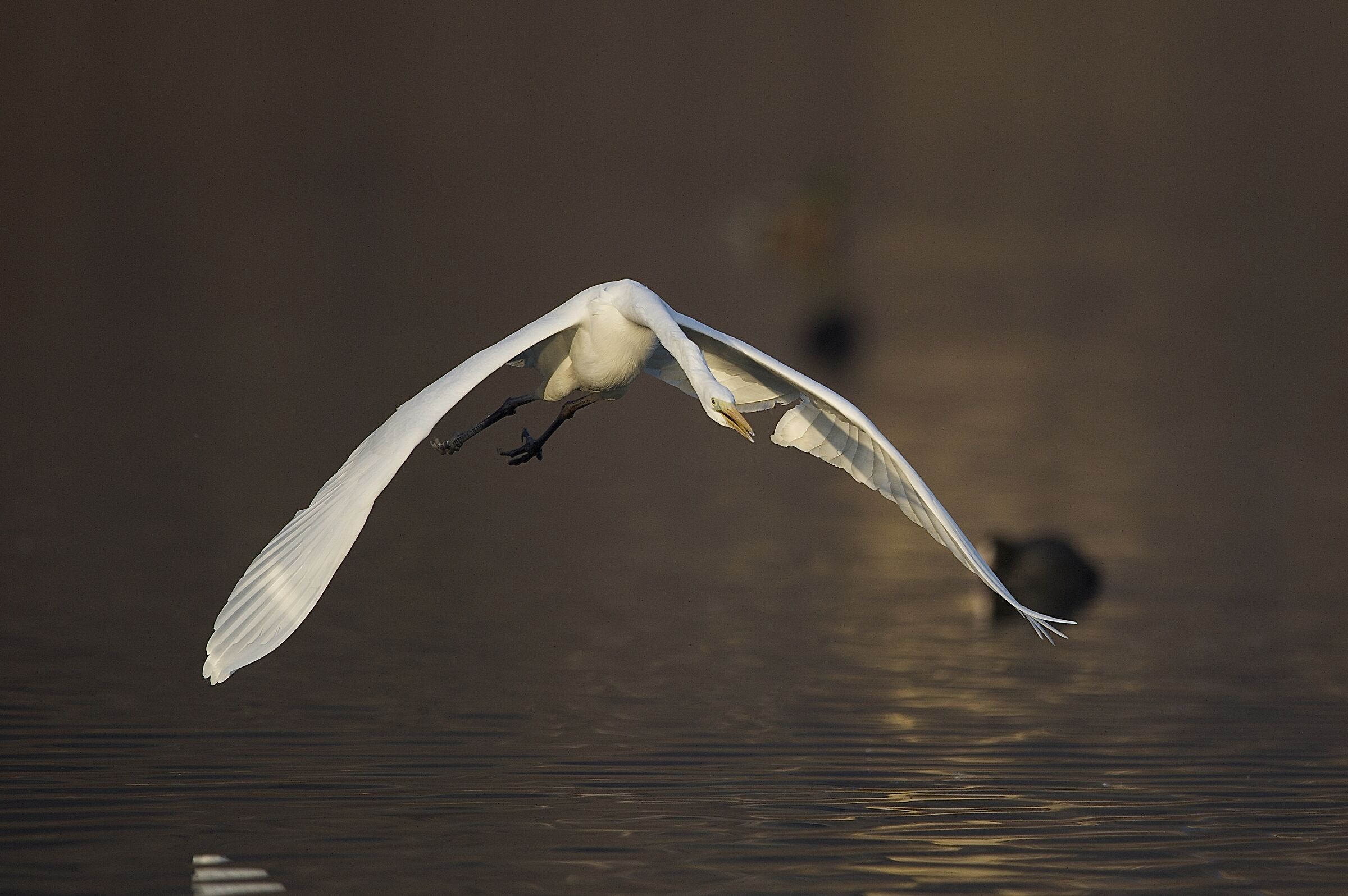 airone bianco maggiore