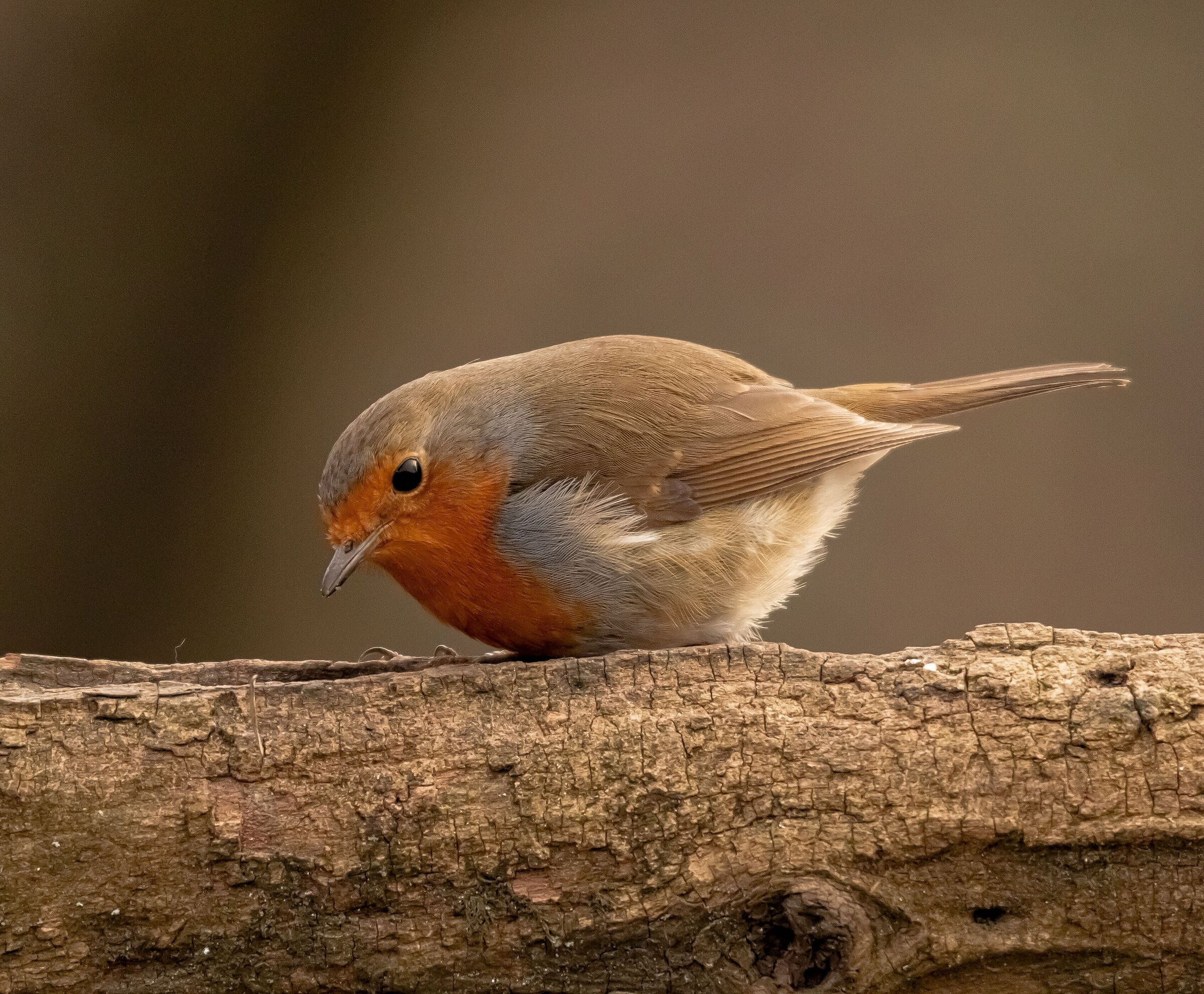 Pettirosso europeo Oasi Lipu Cesano m.mb21/02/2021
