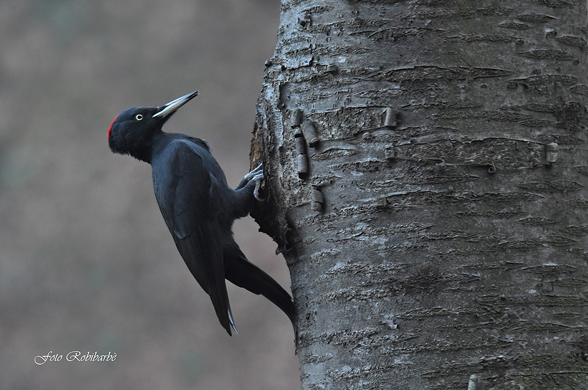 Picchio nero...