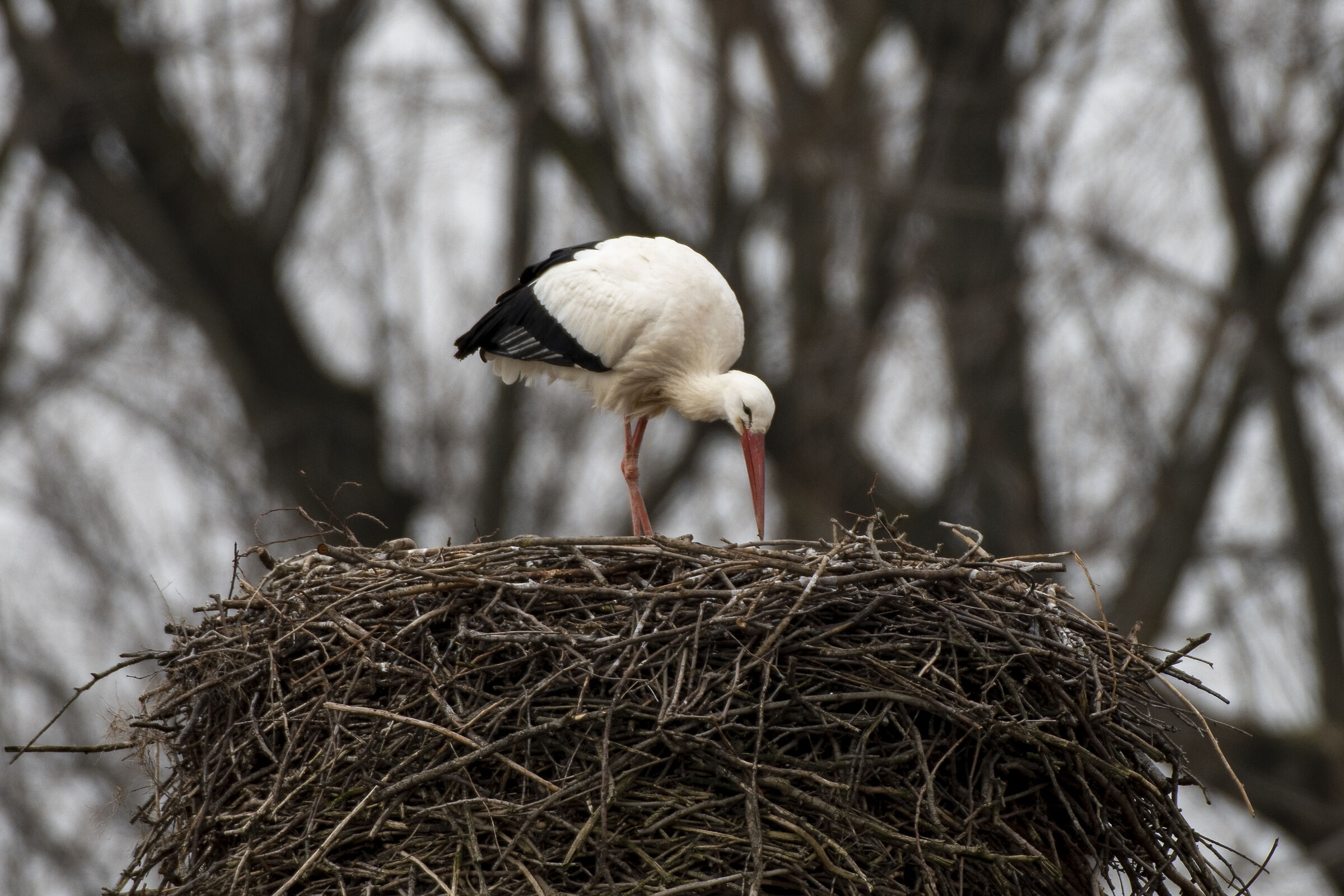 Cicogna sul nido
