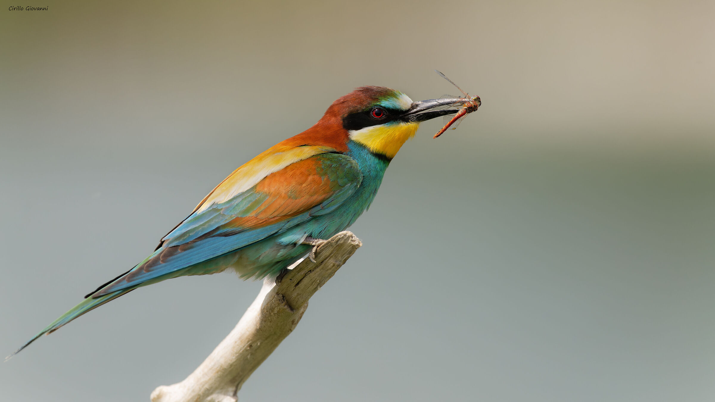 gruccione con libellula