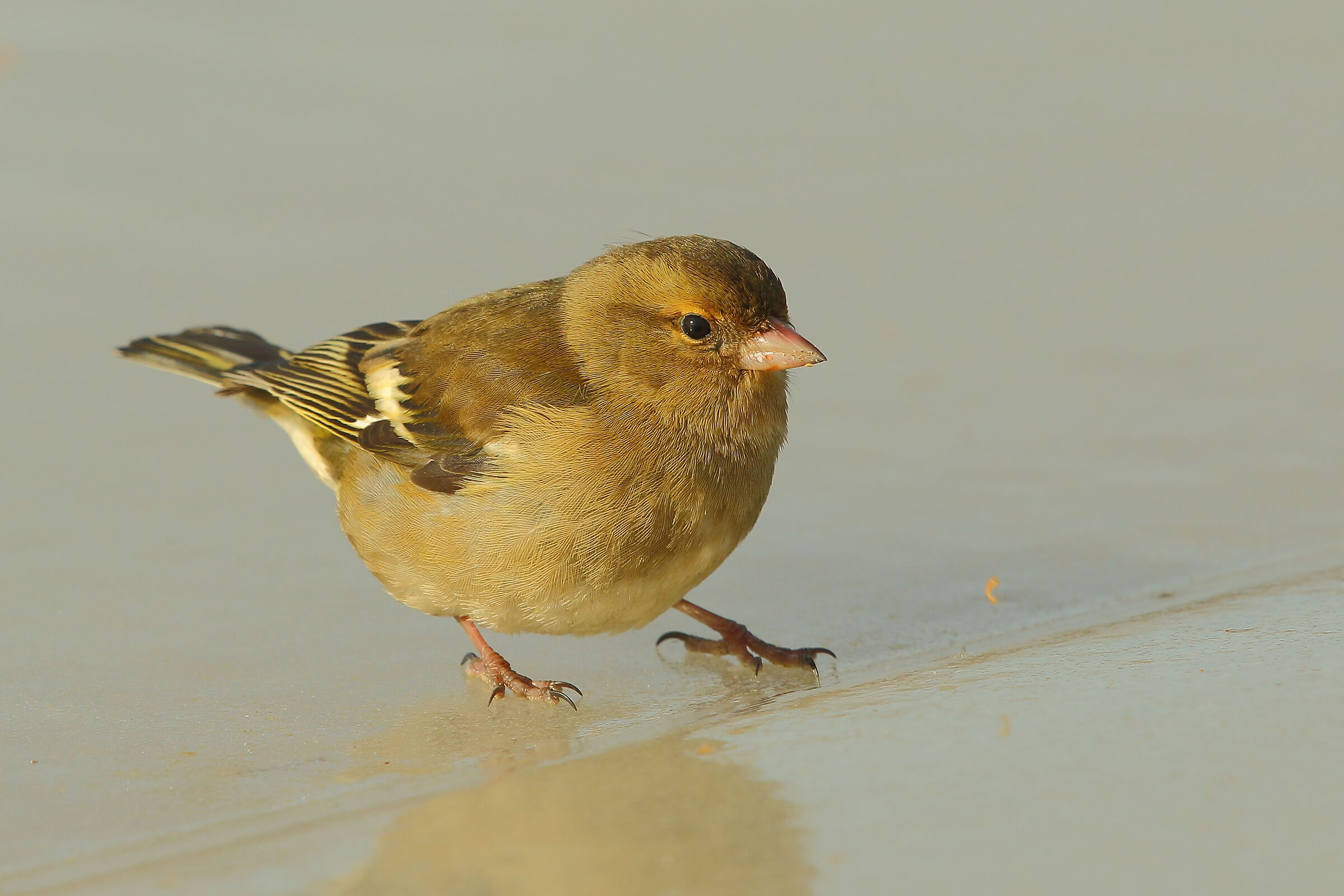 The Finch on the Ice