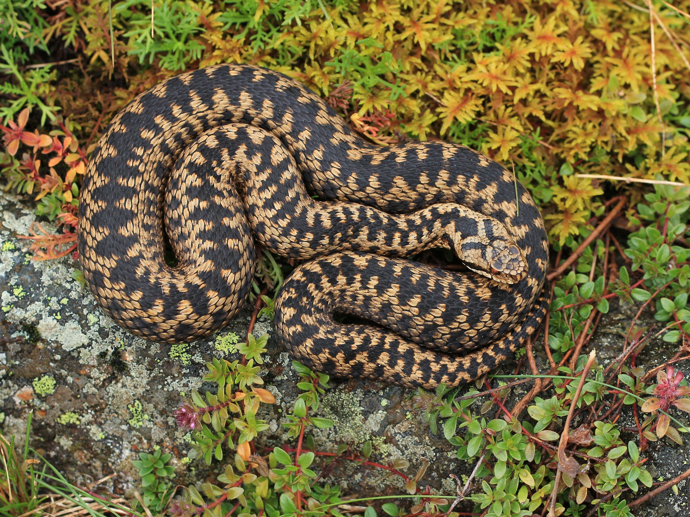 Vipera berus ssp. berus, femmina