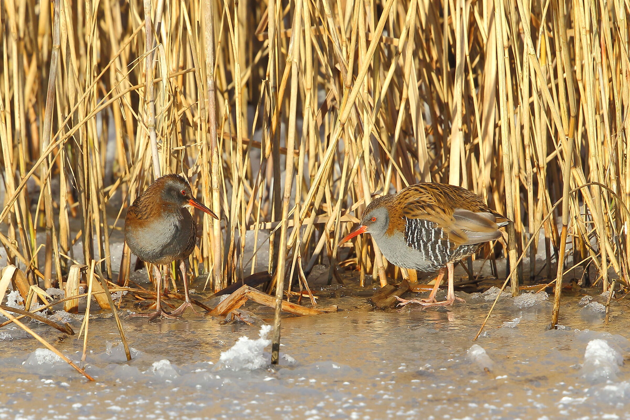 Porciglioni sul ghiaccio