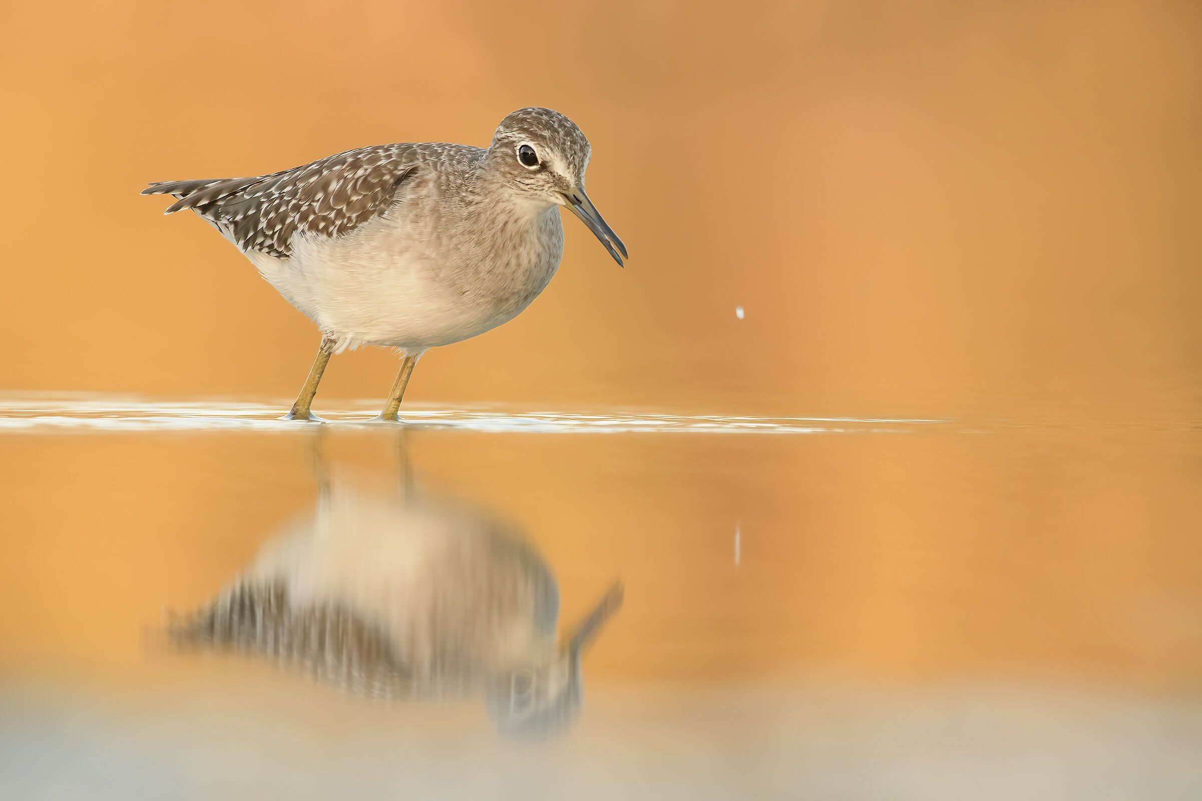 Piro piro boschereccio