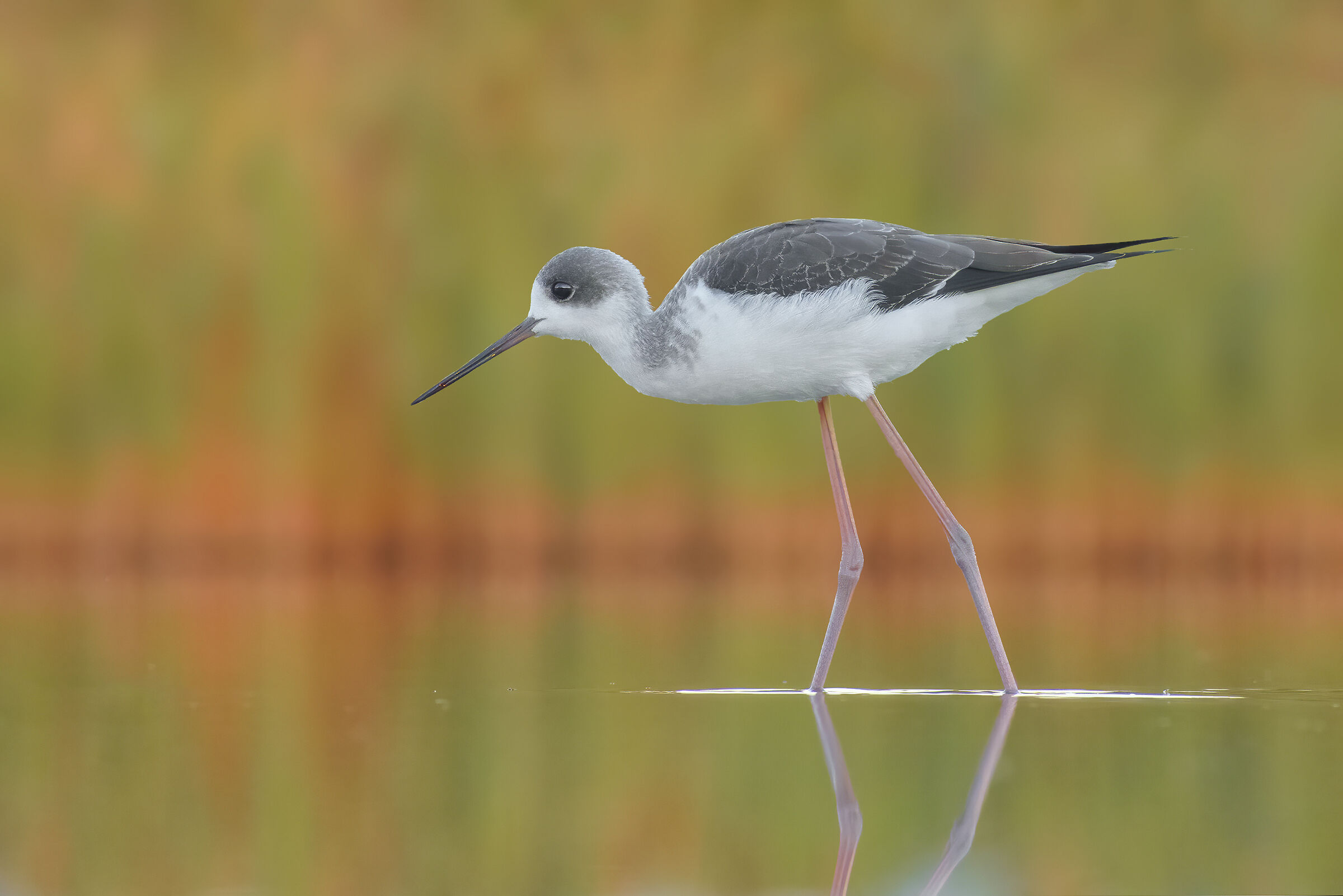 Cavaliere d'Italia al tramonto