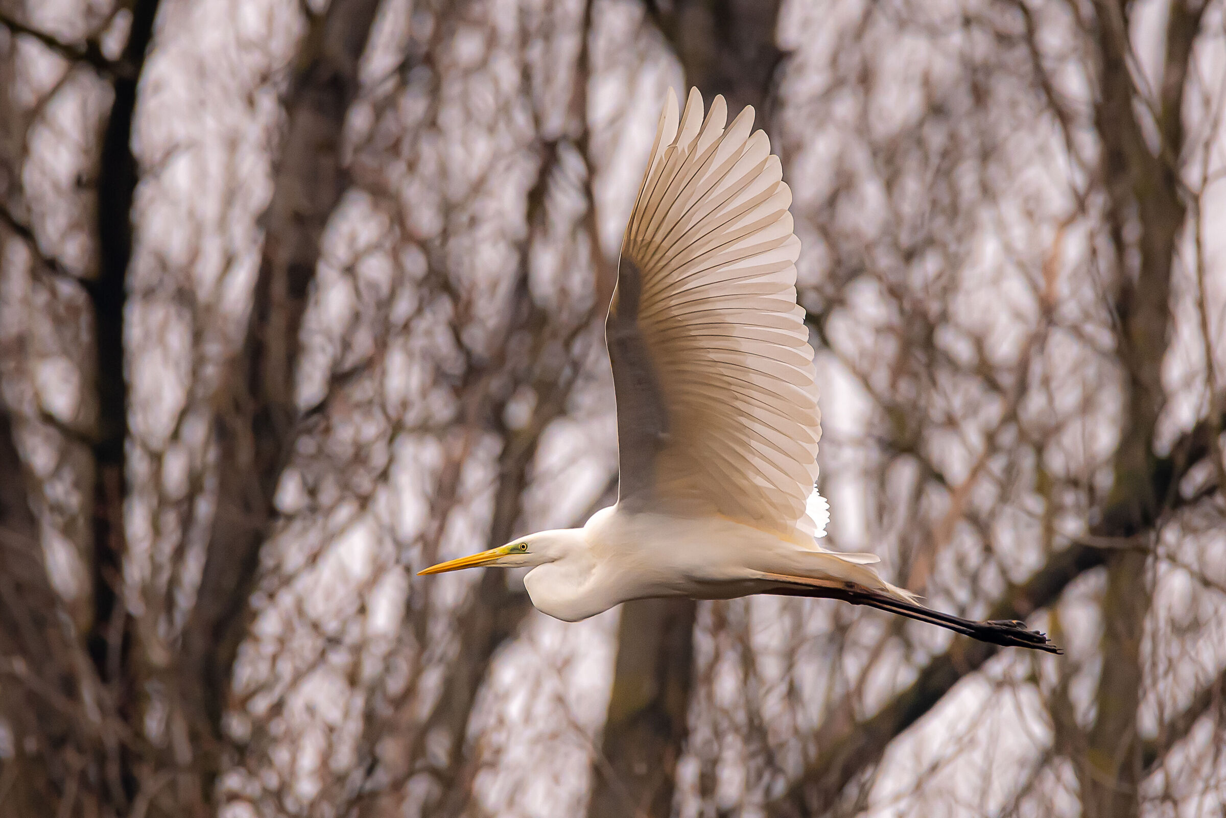 Greater white heron
