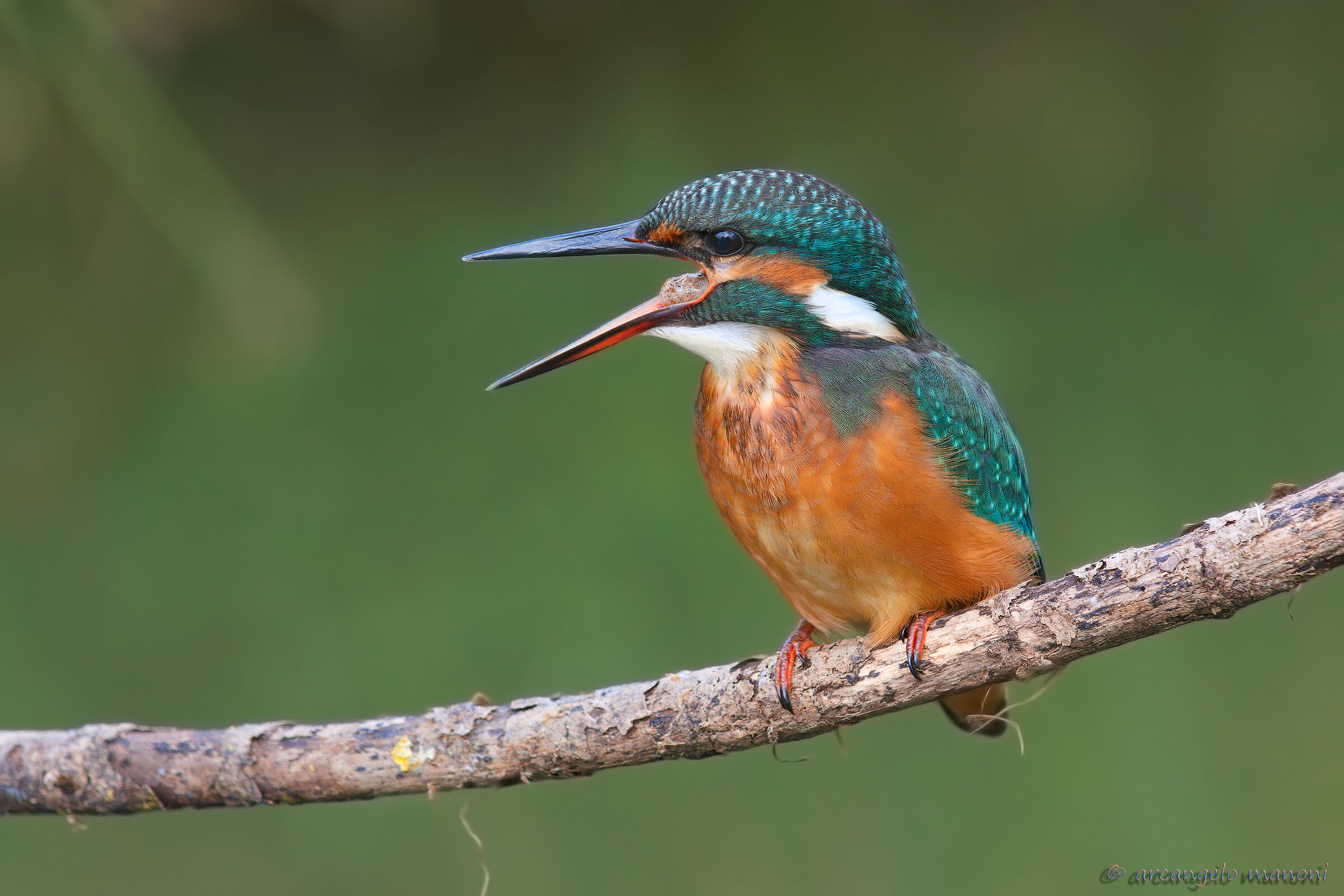 Ready for the launch of the borra