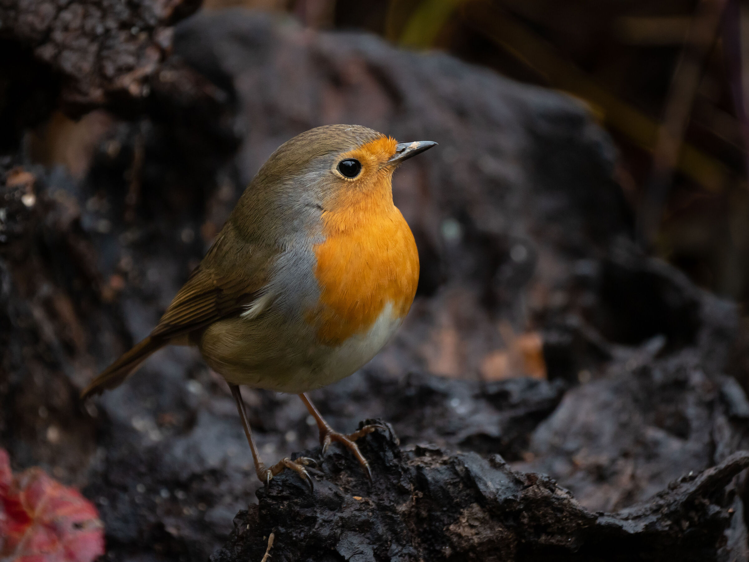 Un piccolo sole luminoso.