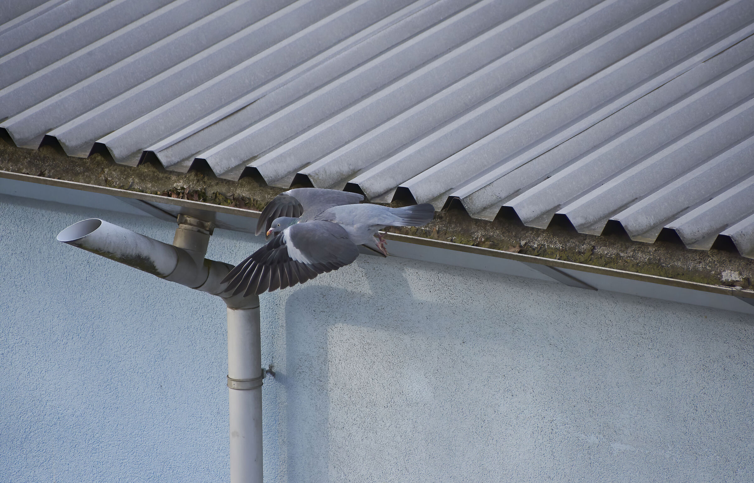 Woodpidgeon