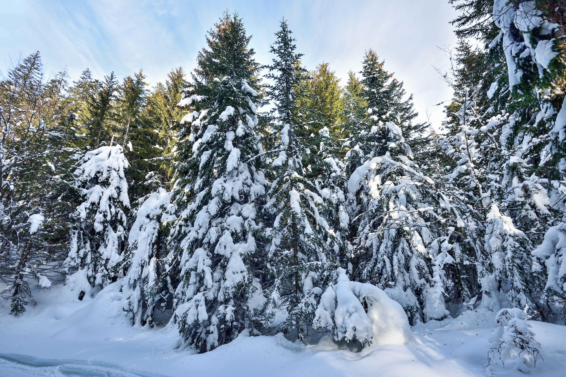 lungo l'itinerario di salita all'Alpe Deccia sup.