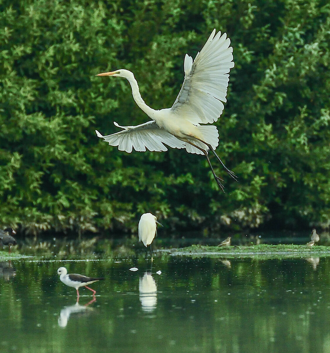 il bianco in volo 1 - un po' lontano
