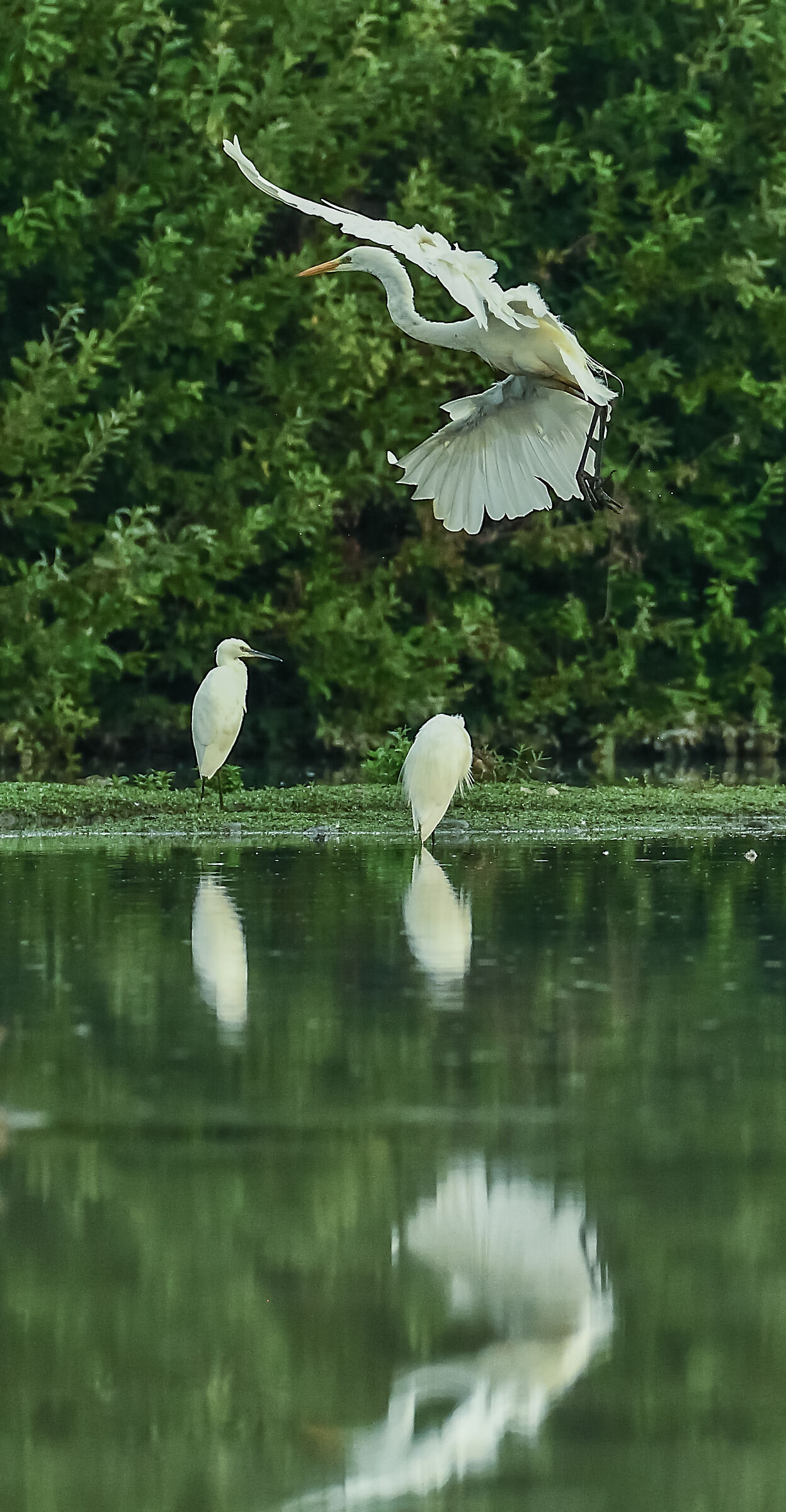 il bianco in volo 3 - un po' lontano