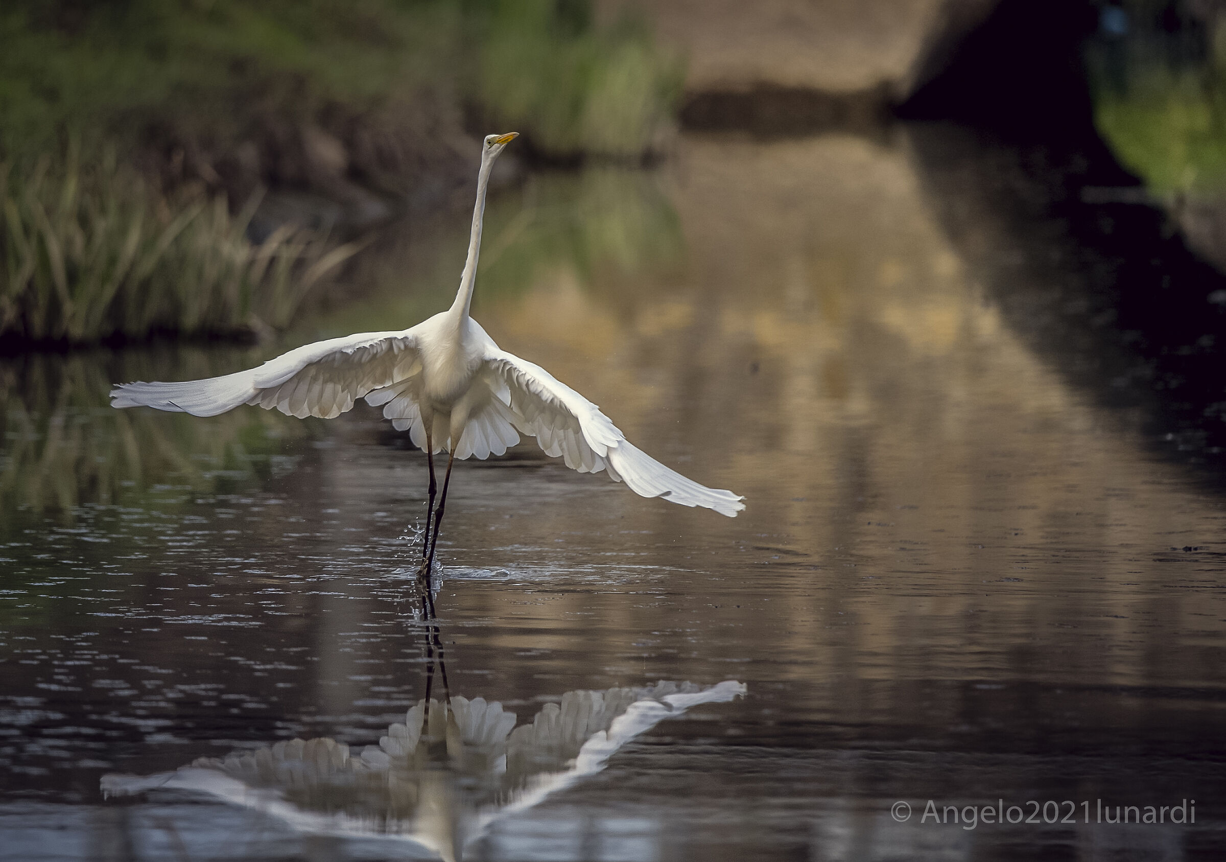 Airone Bianco maggiore