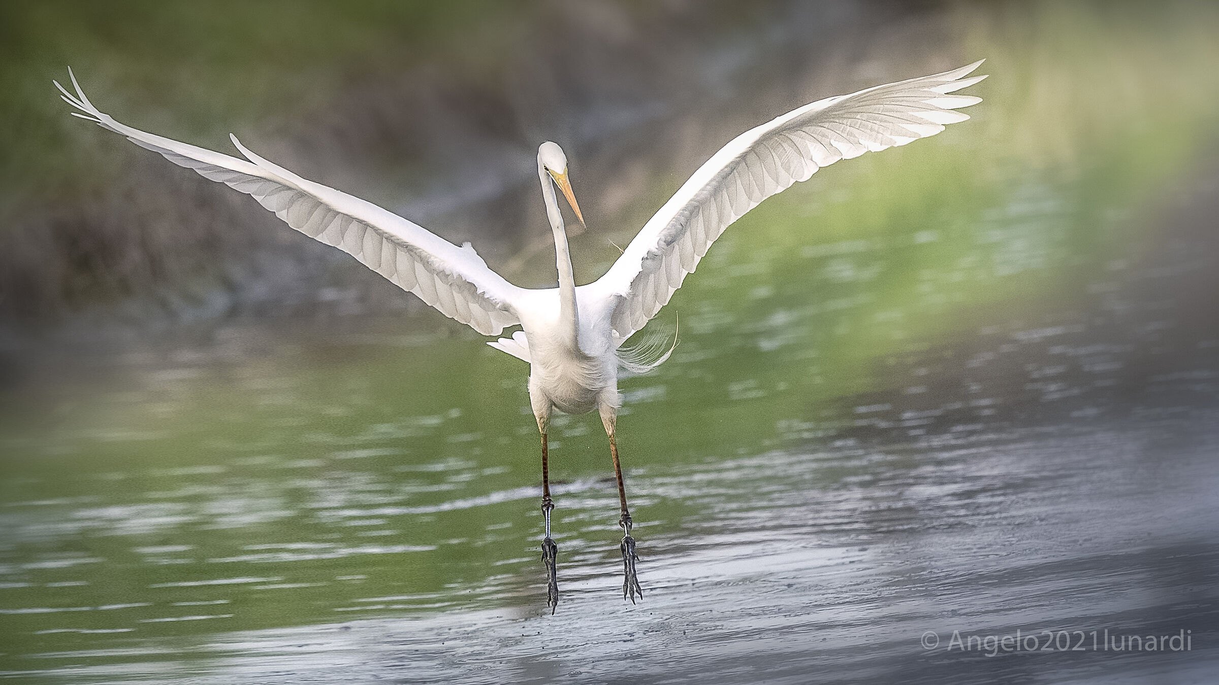 Airone Bianco Maggiore