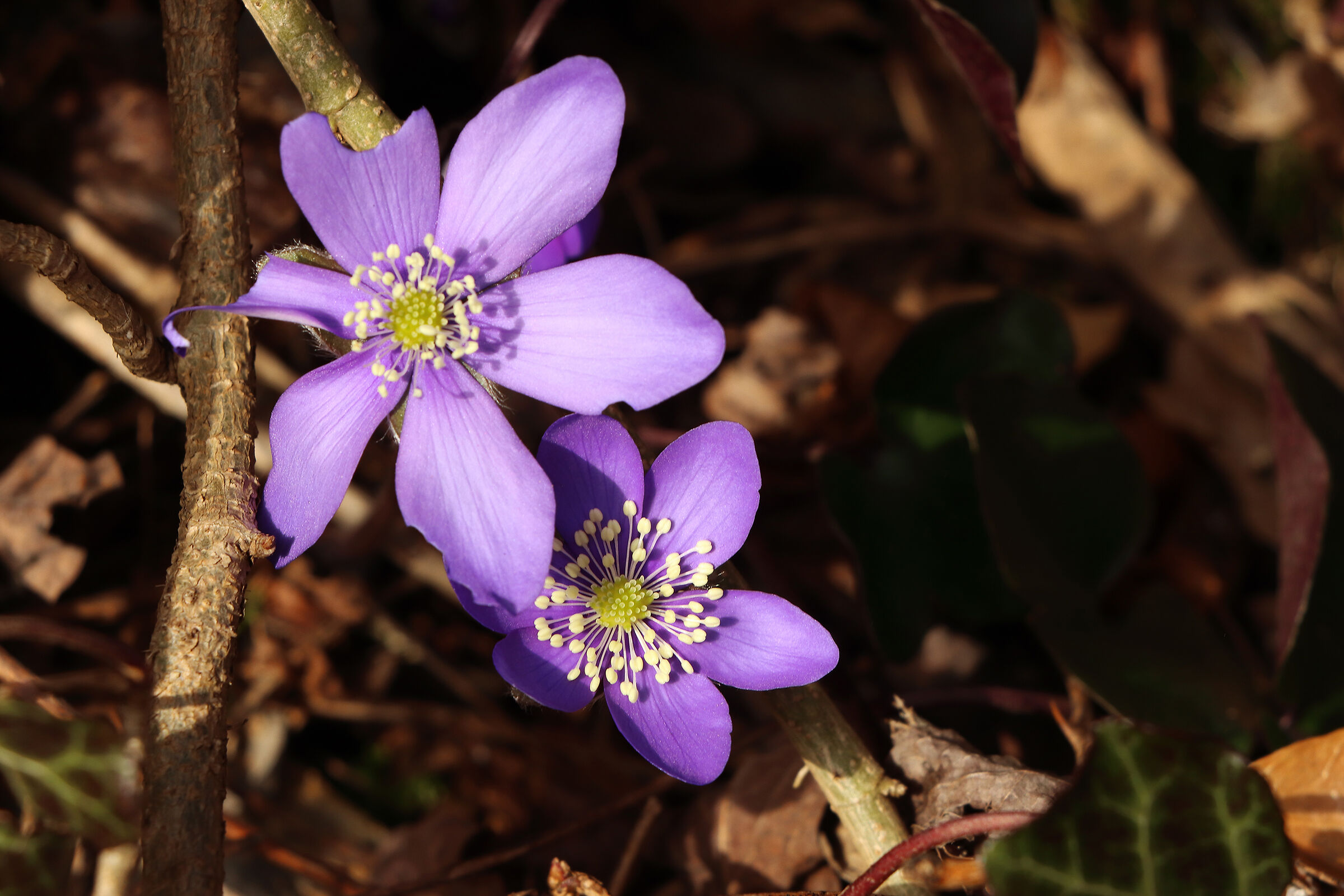 hepatica ovunque