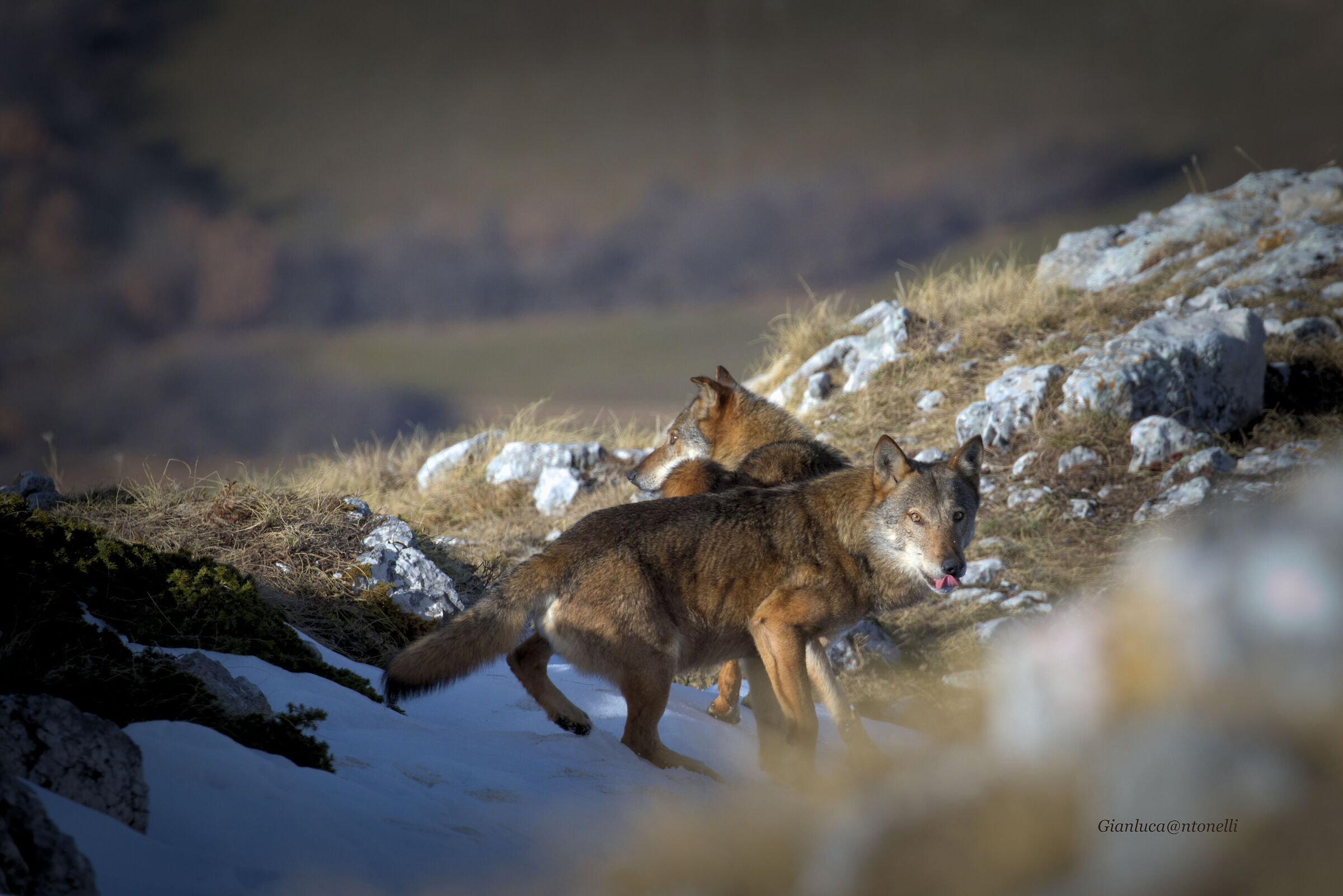 Wolf