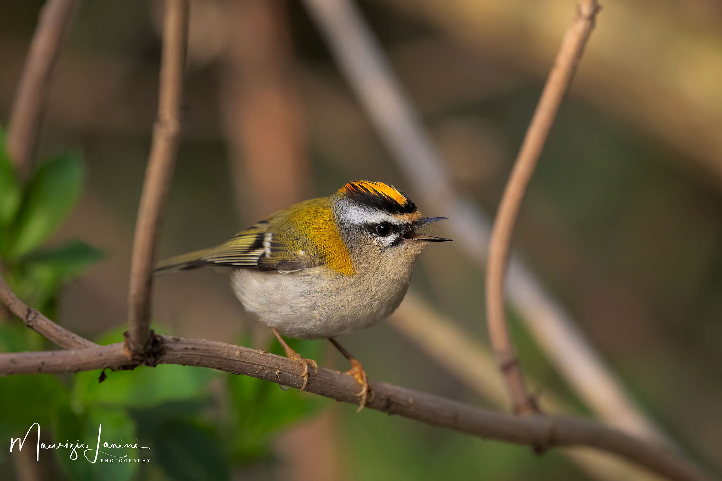 Fiorrancino femmina in canto