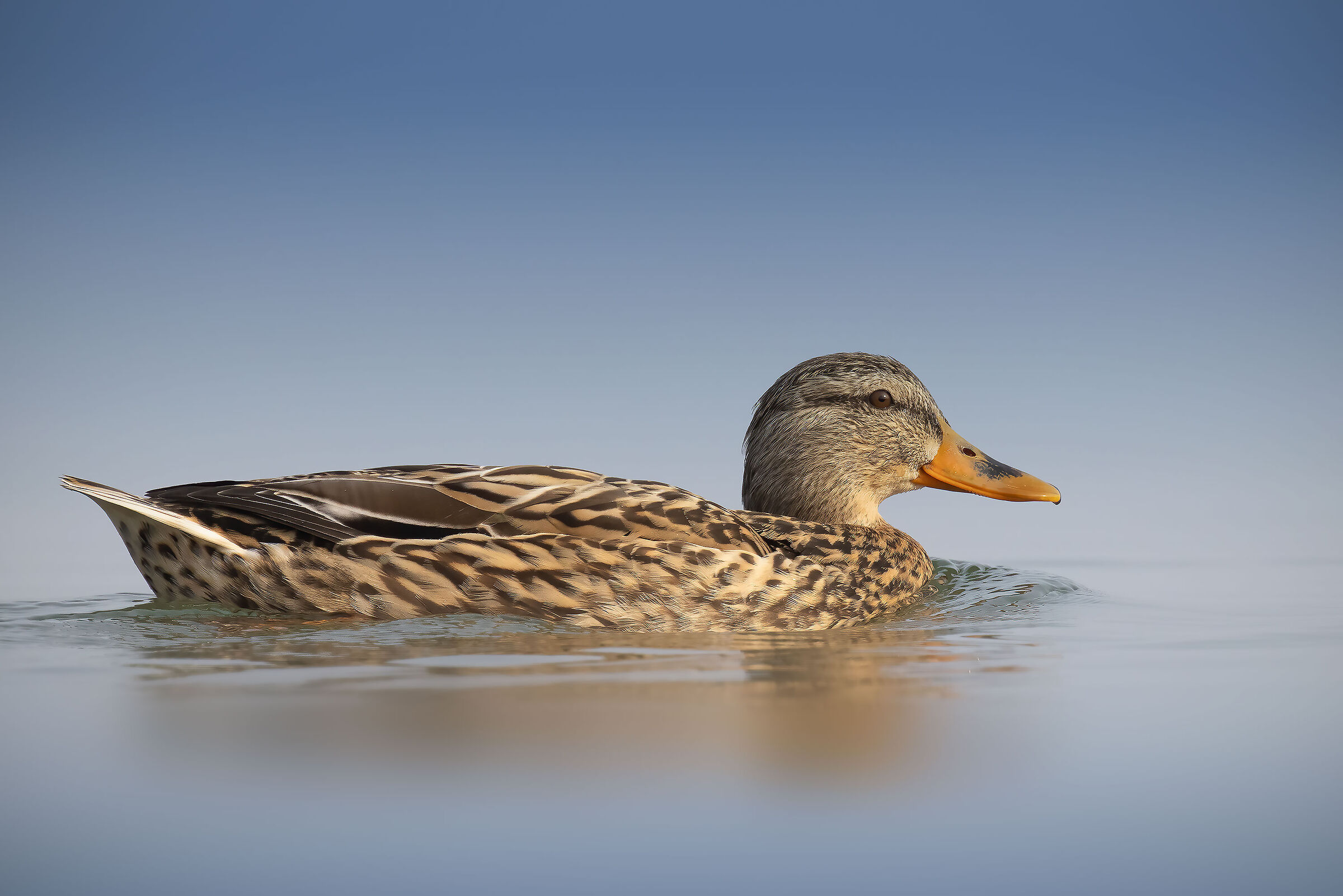 Germano reale femmina