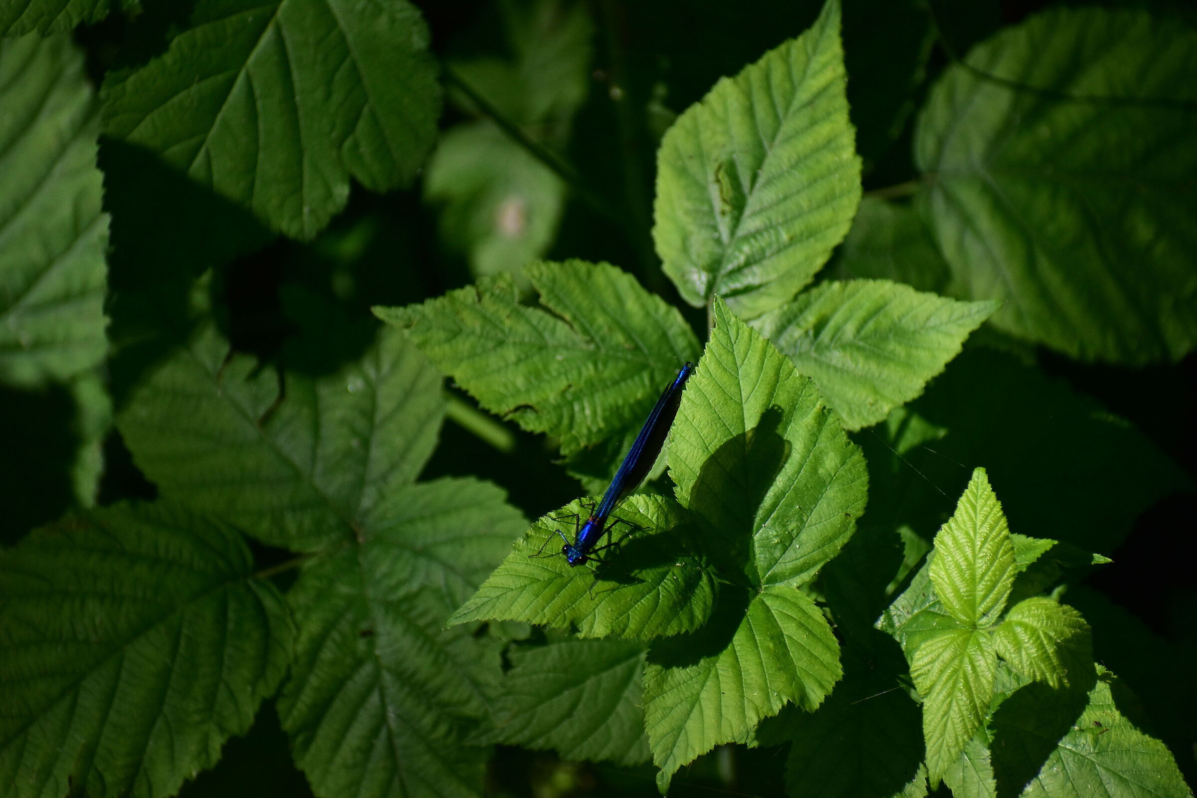 Blue Dragonfly Oasis white fountains -Sernaglia d.b.
