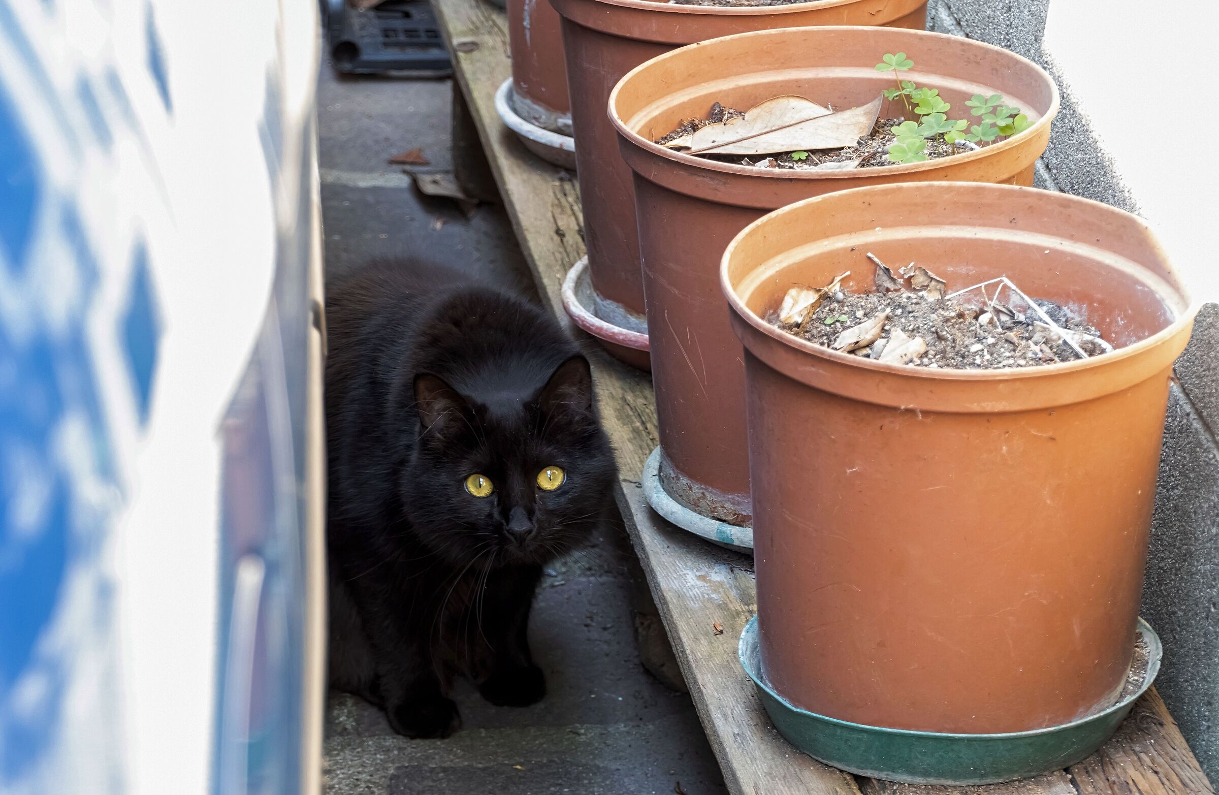 Margot black cat of my neighbor 25/04/2020