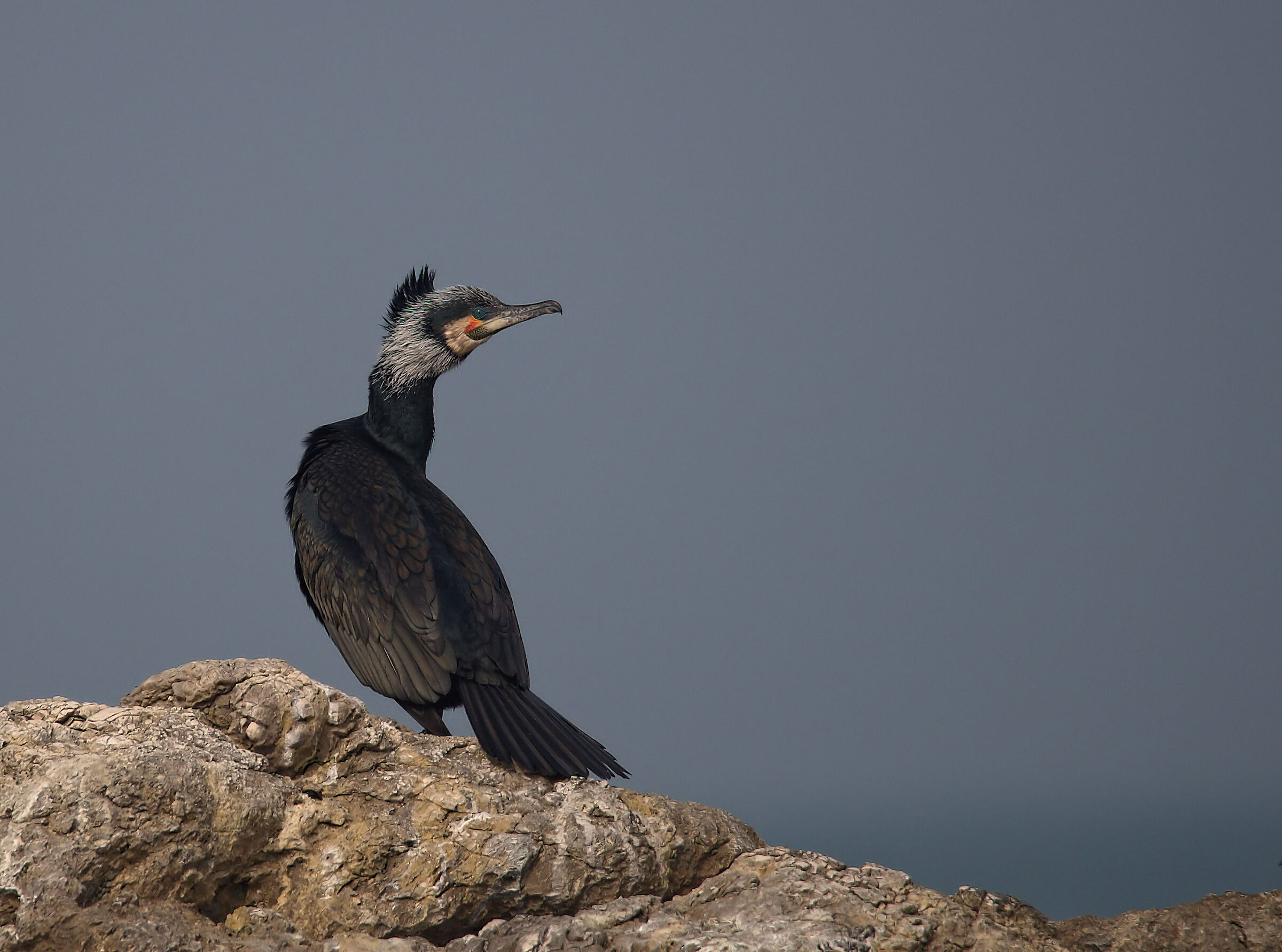 Cormorant
