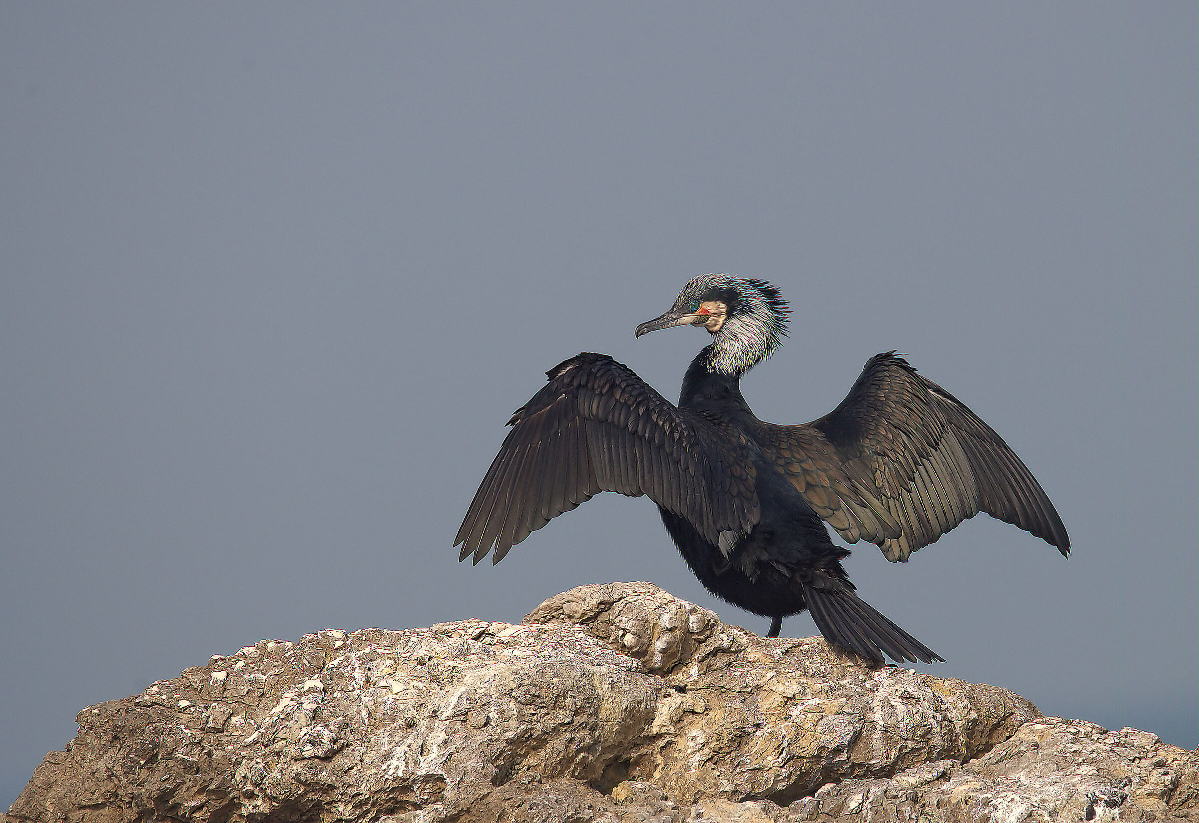 Cormorant