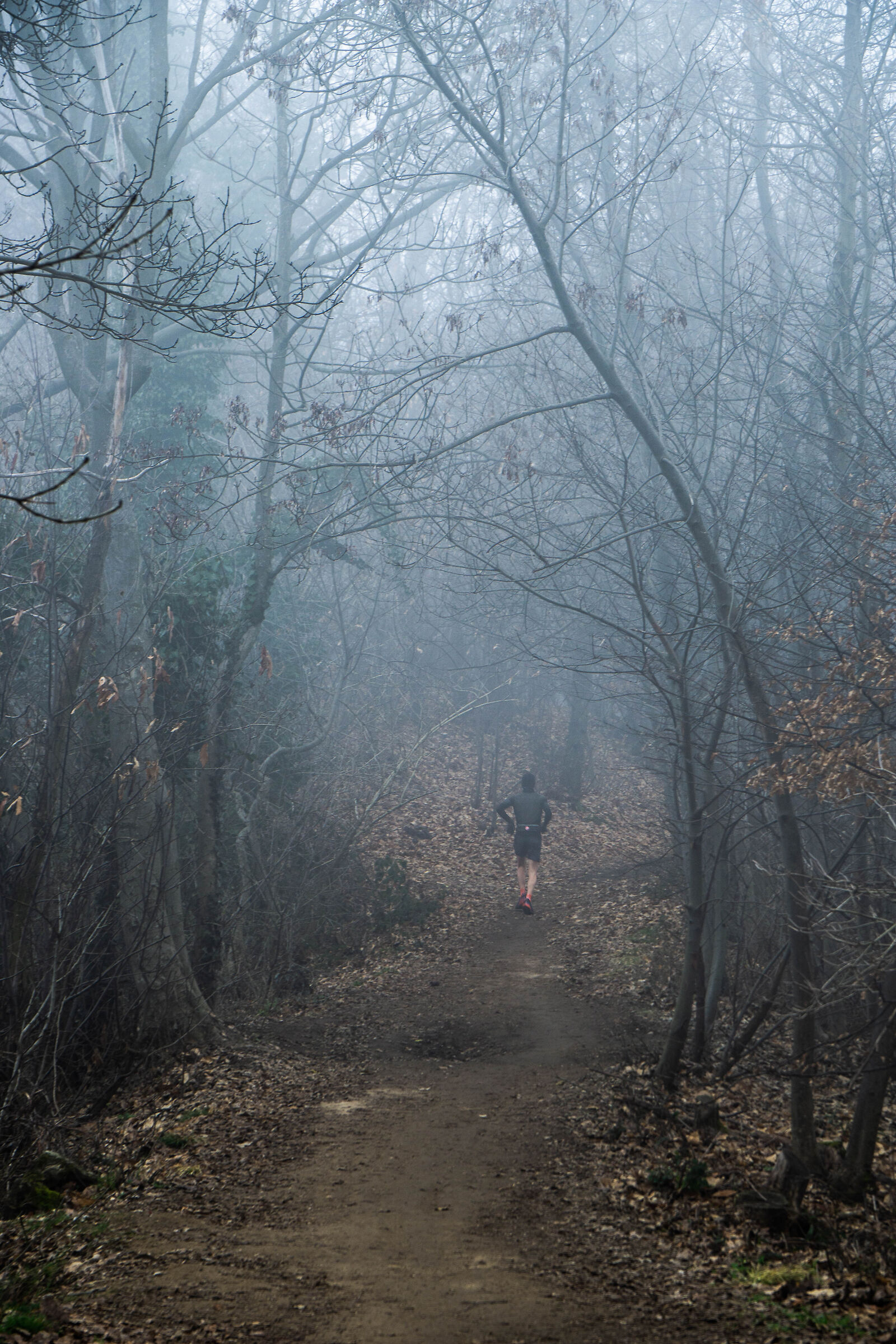 Correndo nella nebbia