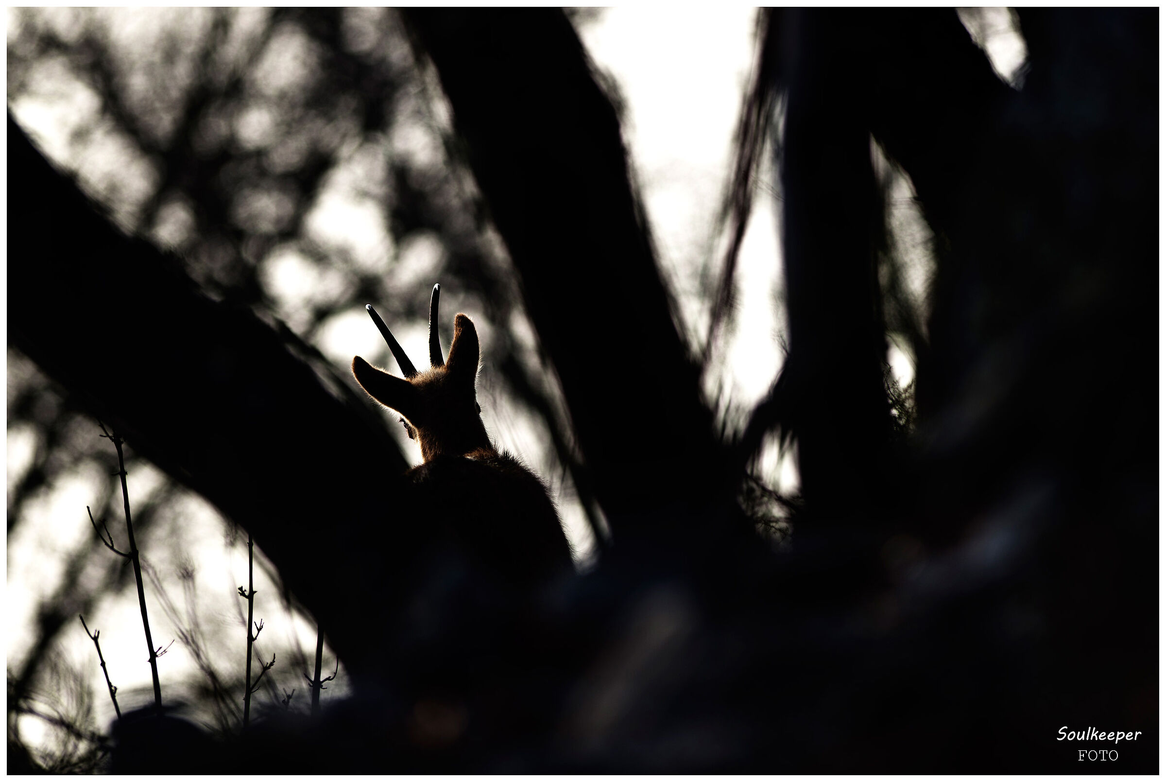 Almost perfect camouflage.