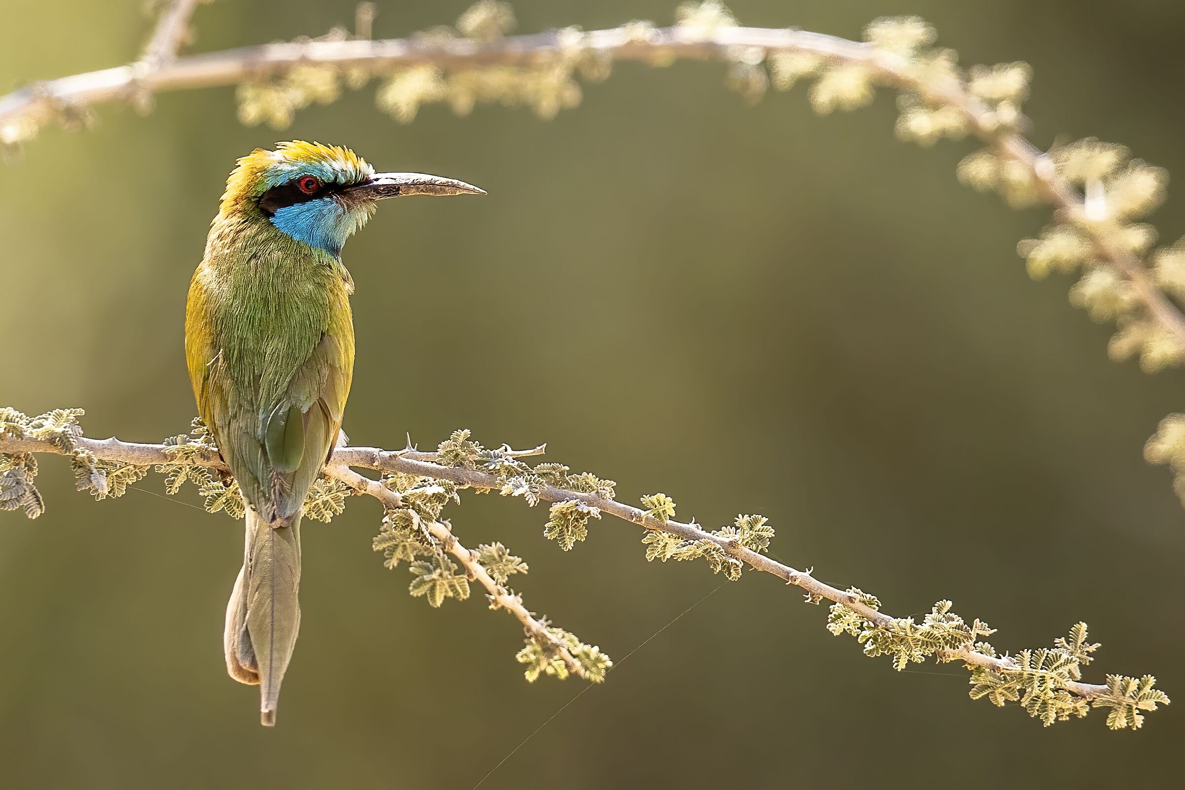Bee Eater verde