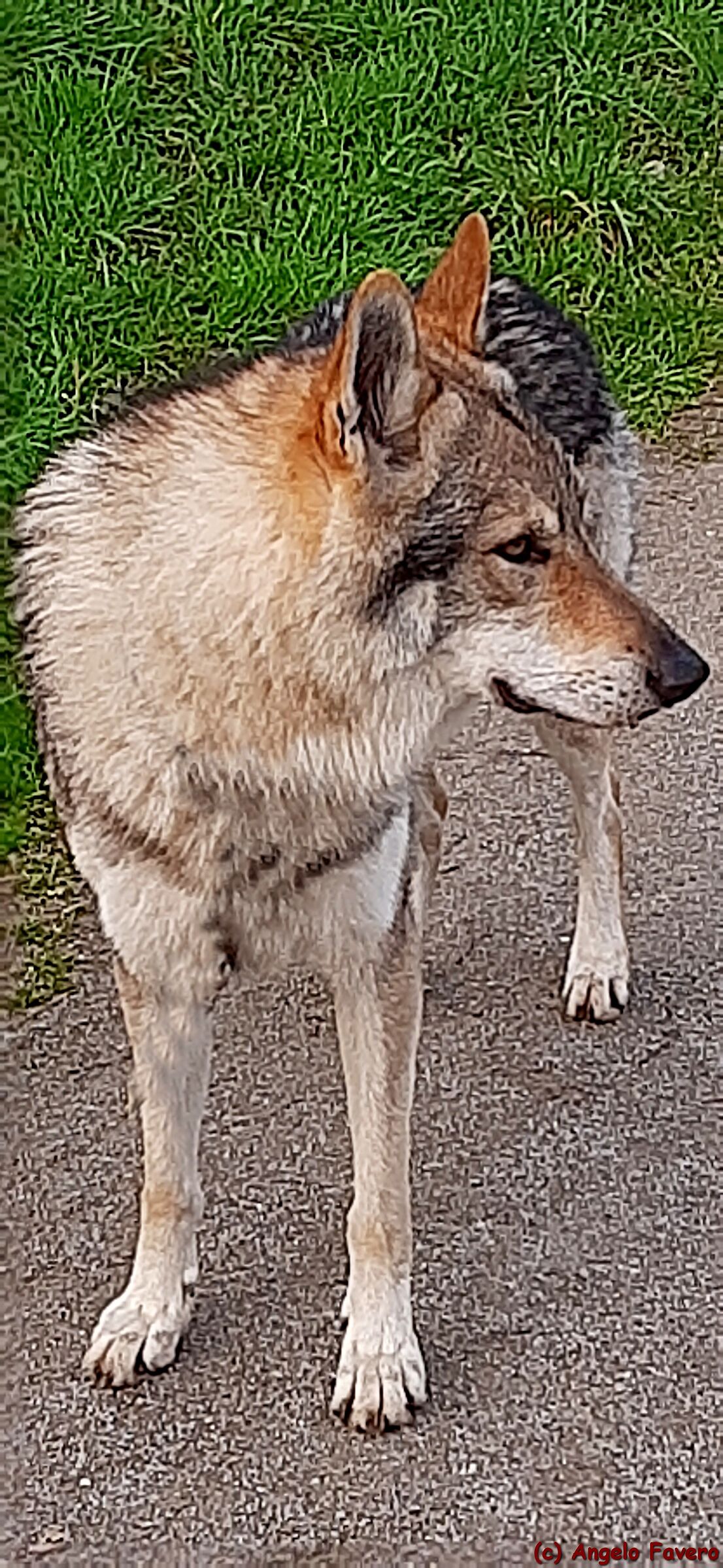 lupo cecoslovacco