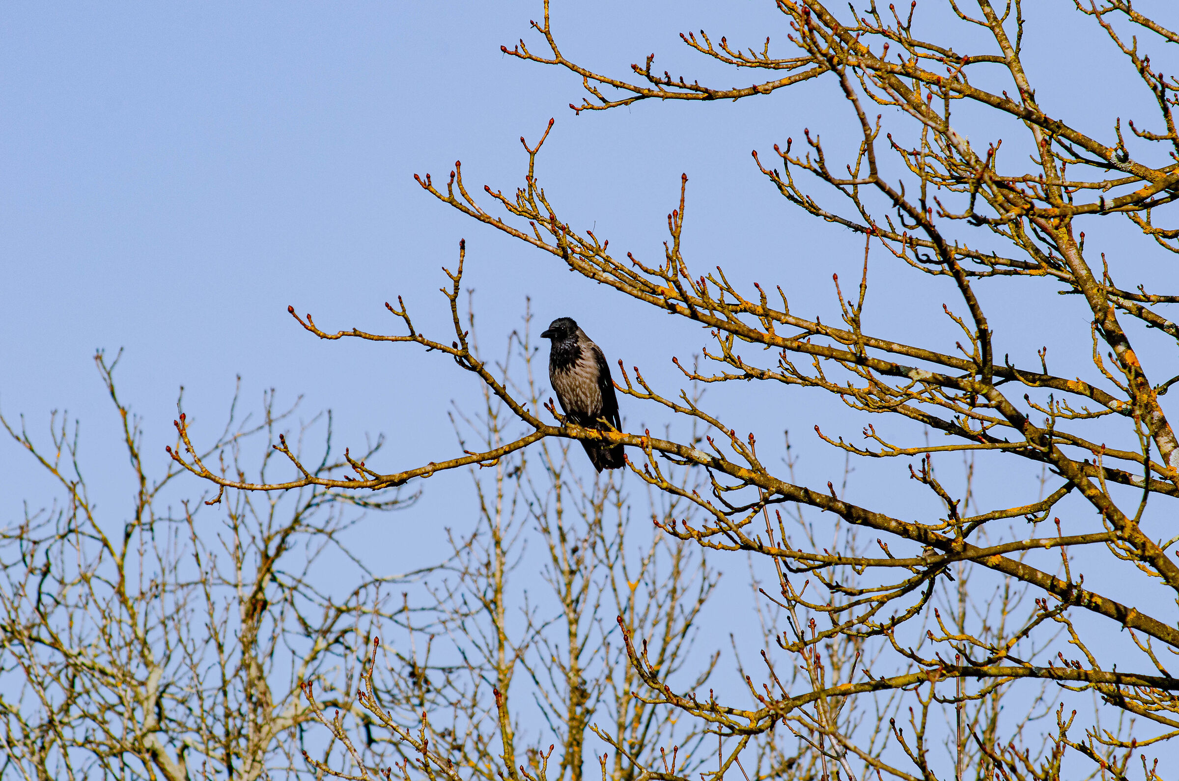Cornacchia grigia a Villa Ada (Roma)